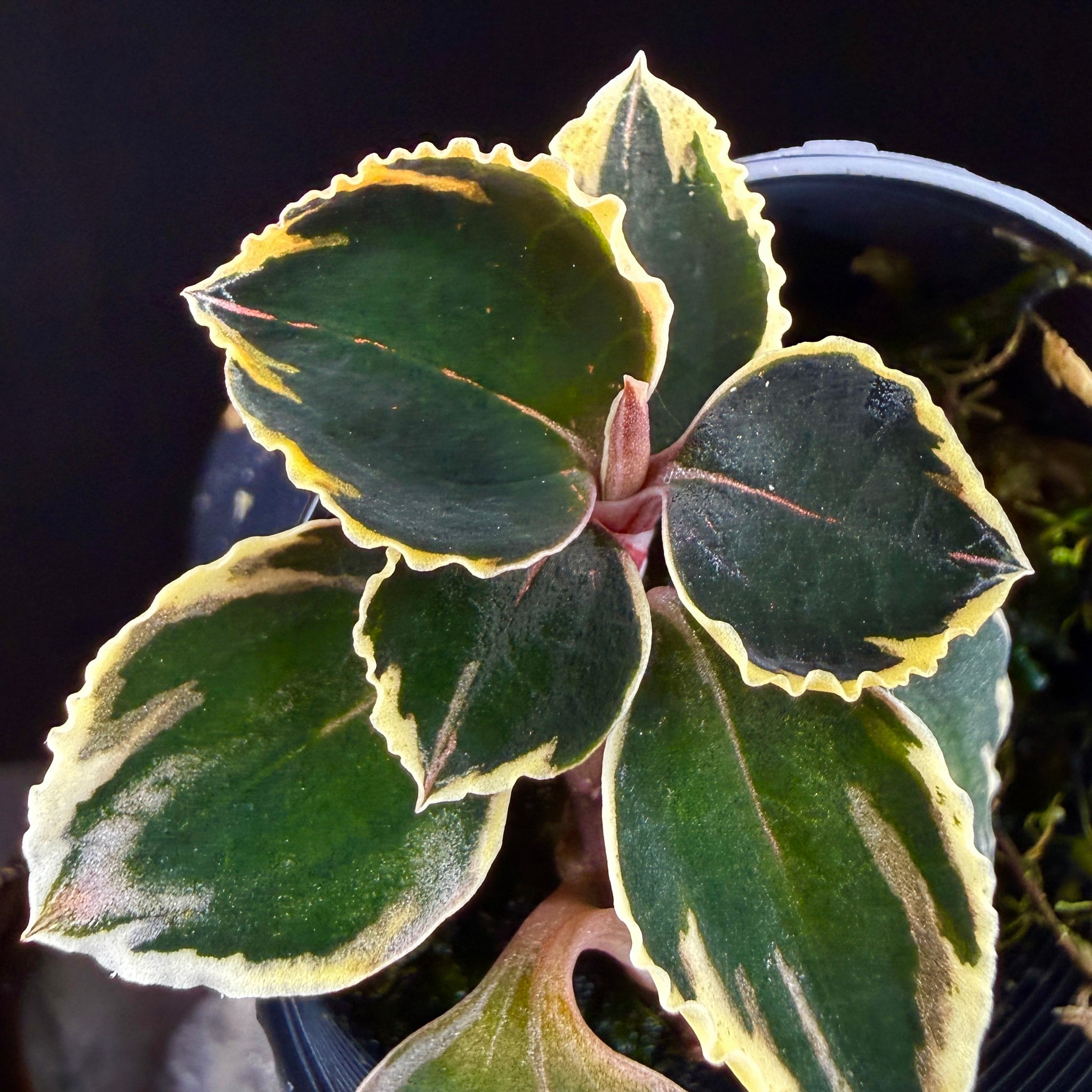 Anoectochilus 'Black Swan' variegated