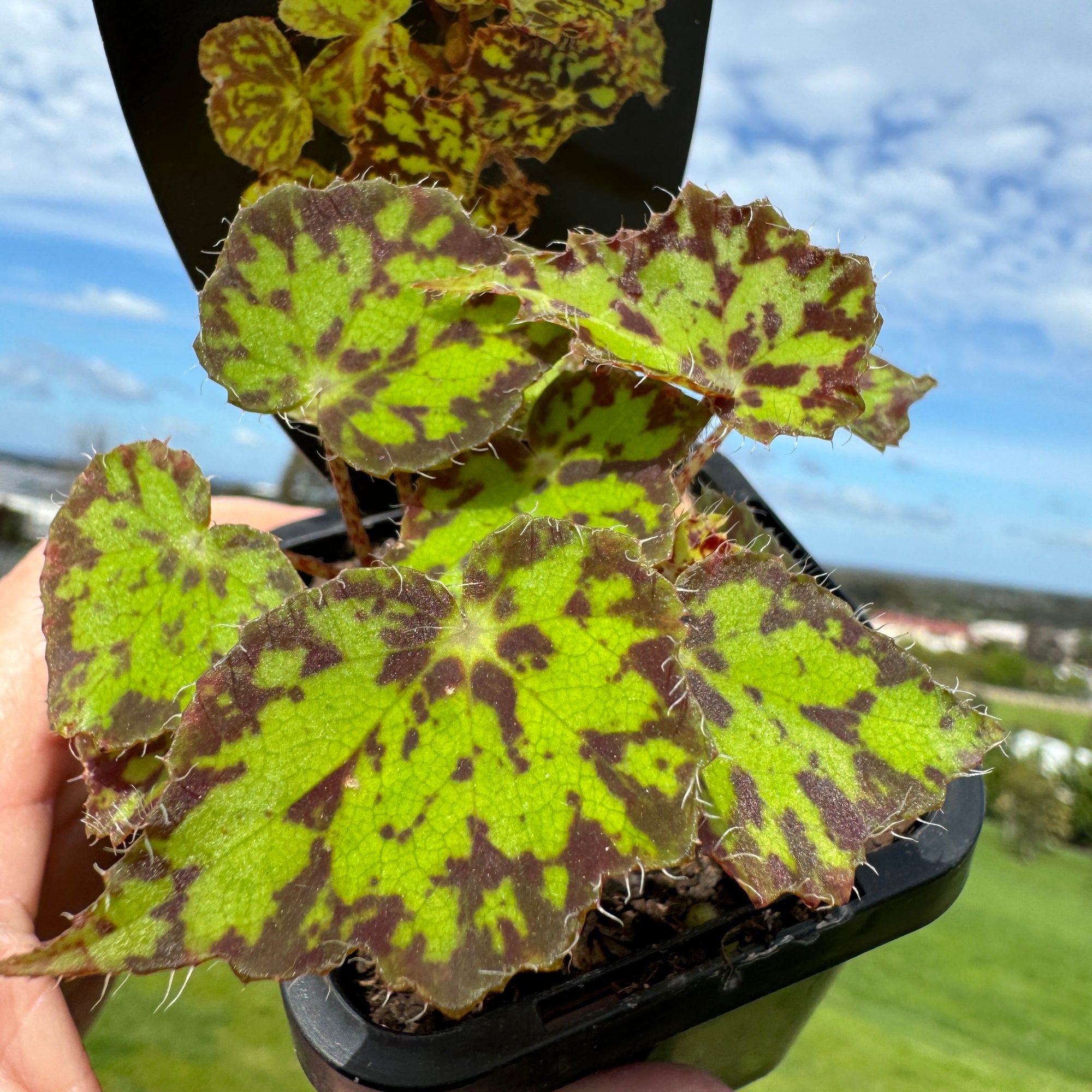 Begonia 'Bright Eyes'