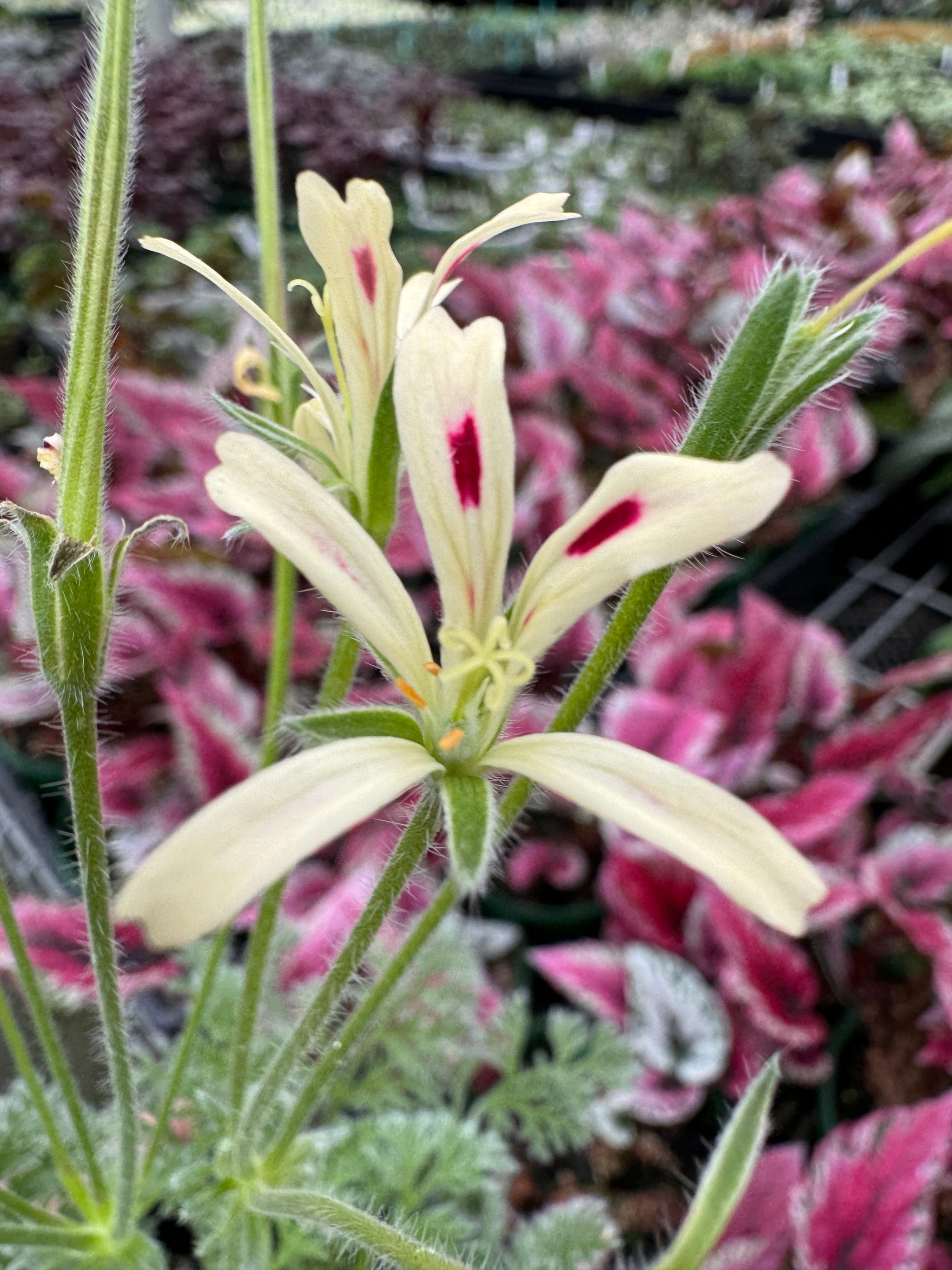 Pelargonium appendiculatum species