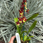 Oncidium Volcano Queen Hula Halau 100mm