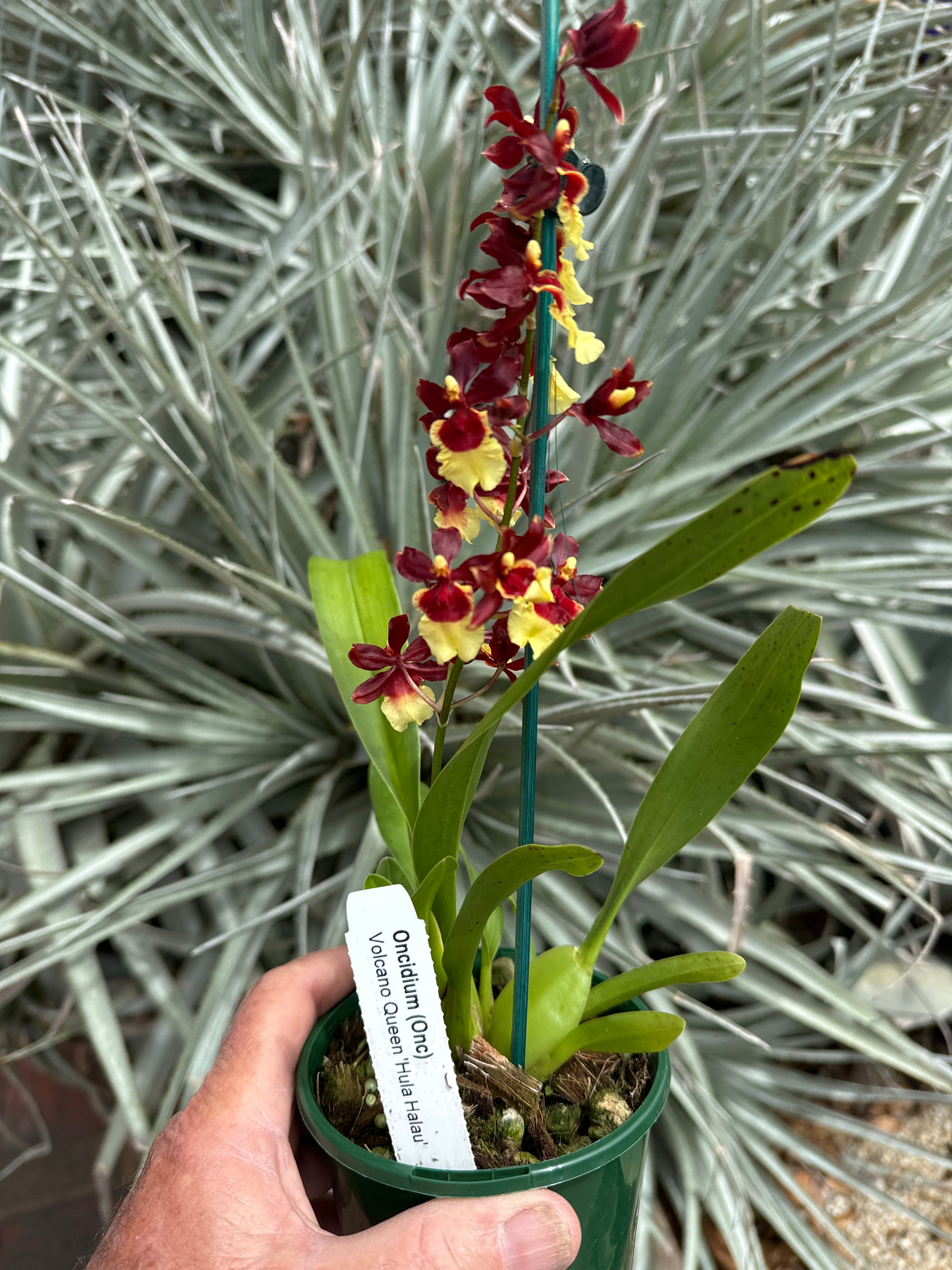 Oncidium Volcano Queen Hula Halau 100mm