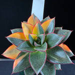 Echeveria Dionysos Monocerotis 'Variegata'