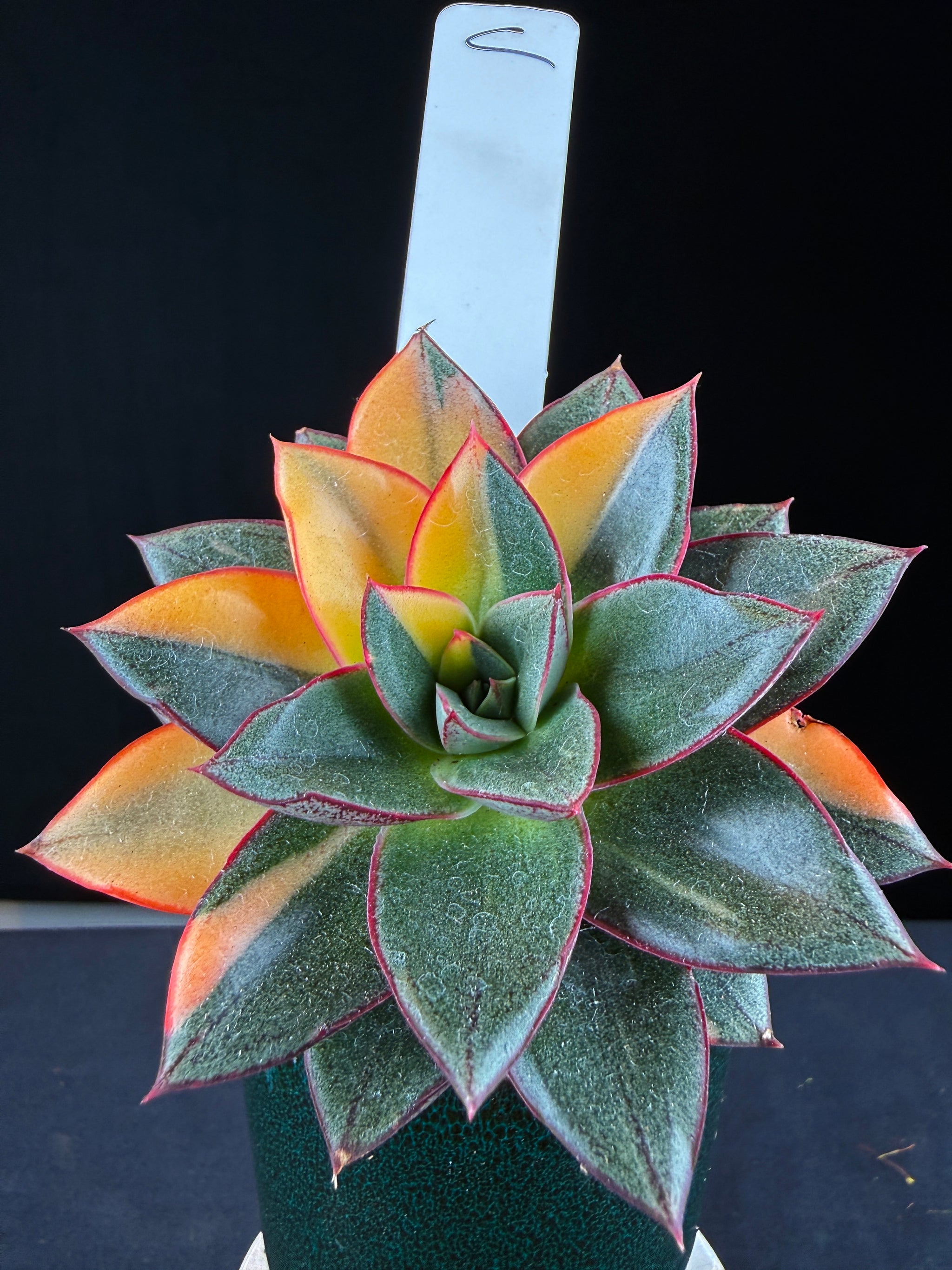 Echeveria Dionysos Monokerotis 'Variegata'