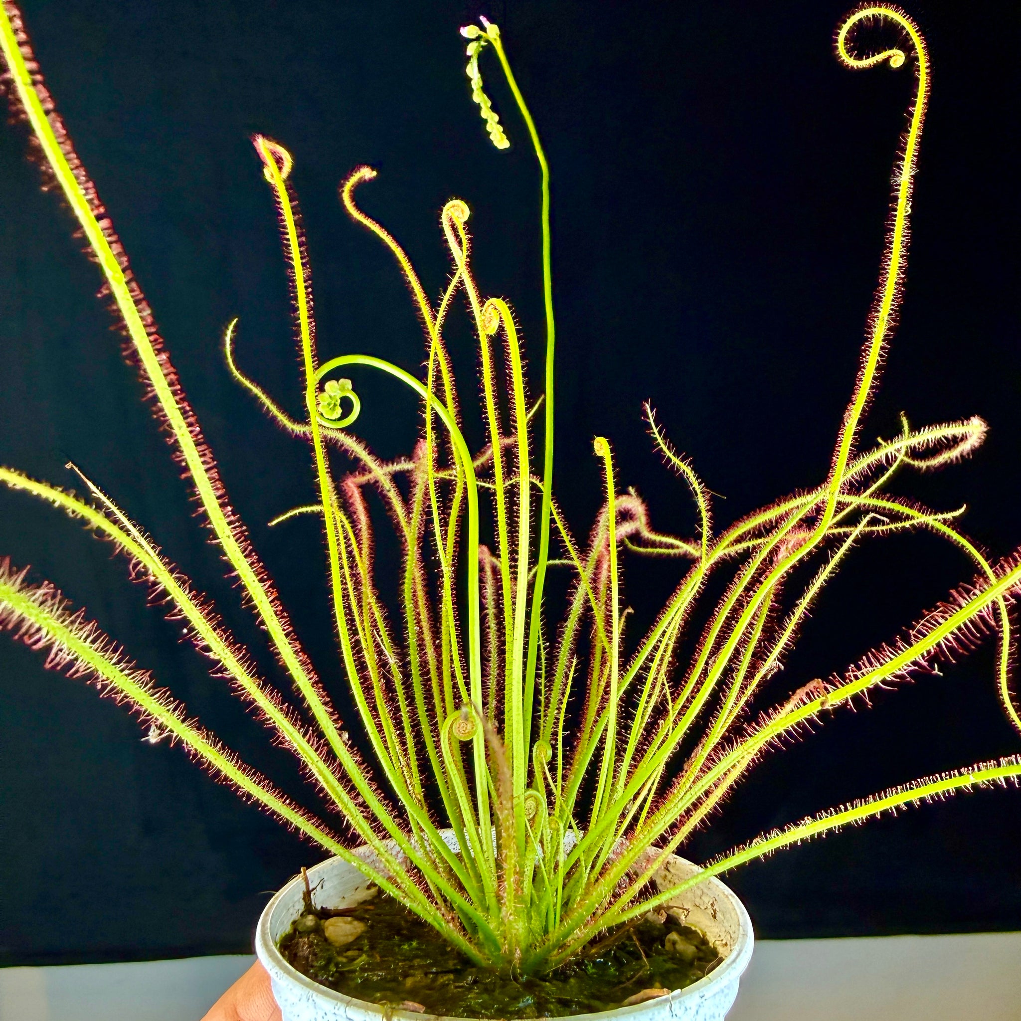 Drosera filiformis var. tracyi