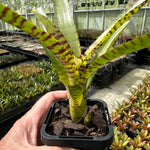 Bromeliad Tiny Tot Neoregelia Hybrid Green Red Striped