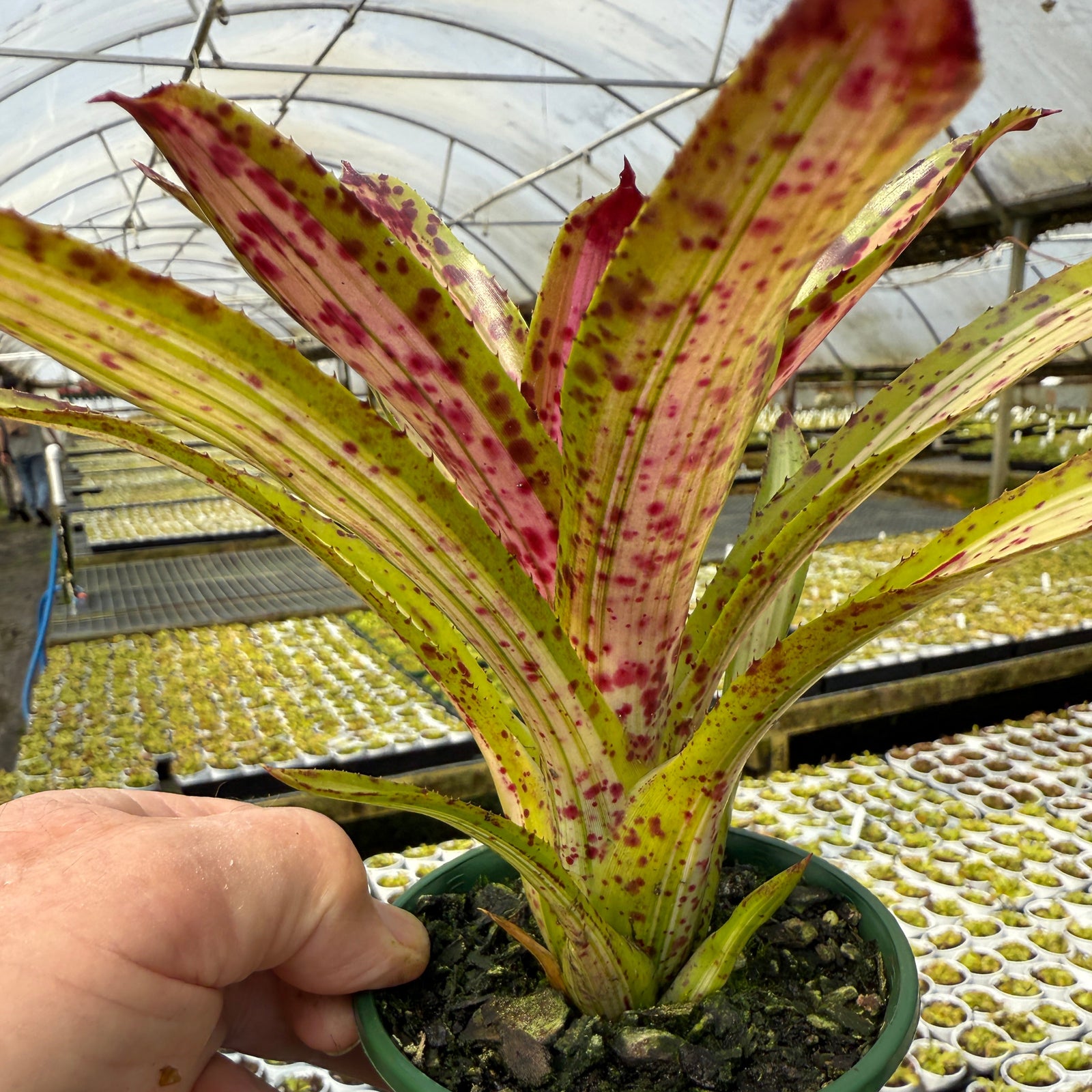 Neoregelia 'Chrissy'