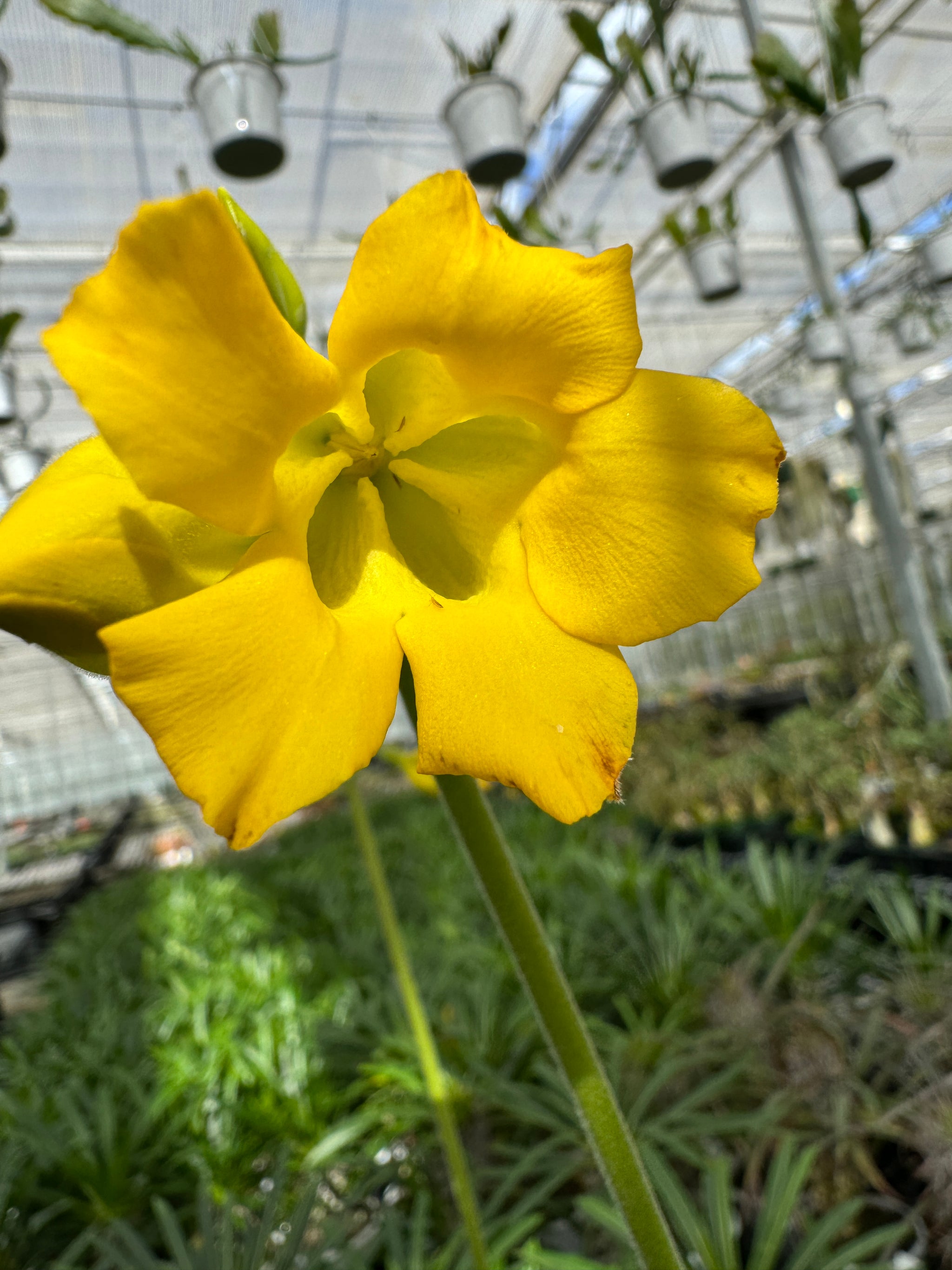 Pachypodium horombense - Compact Madagascar Succulent