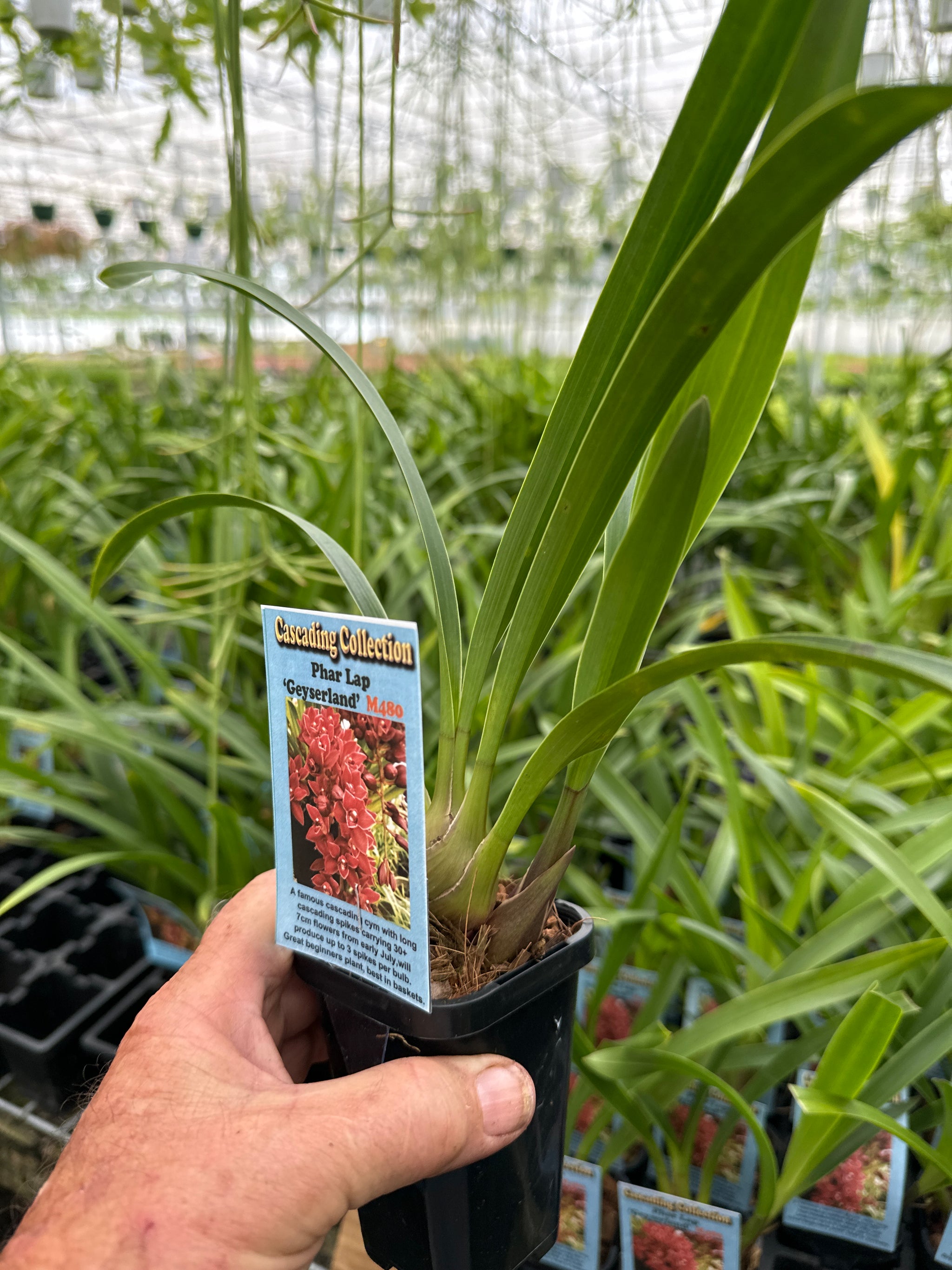 Cymbidium Phar Lap 'Geyserland' Semi Pendulous large bulb and lead 66mm potted