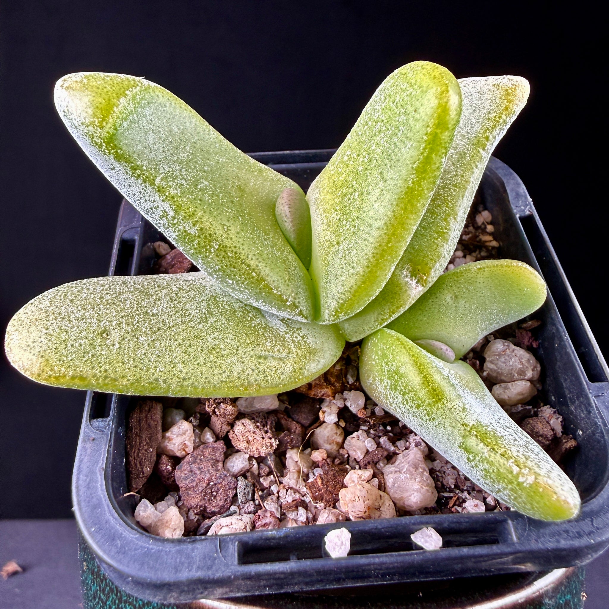 Glottiphyllum oligocarpum