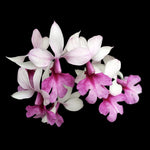 Calanthe vestita - Showy Terrestrial Orchid with Upright Flower Spikes