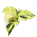 Calathea lietzei 'Yellow Fusion' (syn. Maranta)