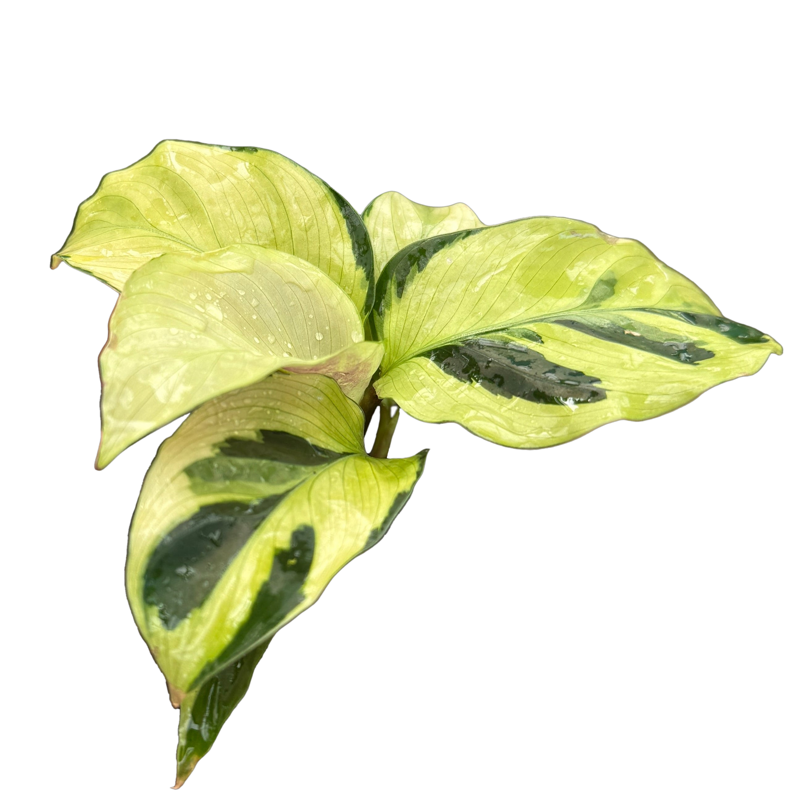 Calathea lietzei 'Yellow Fusion' (syn. Maranta)