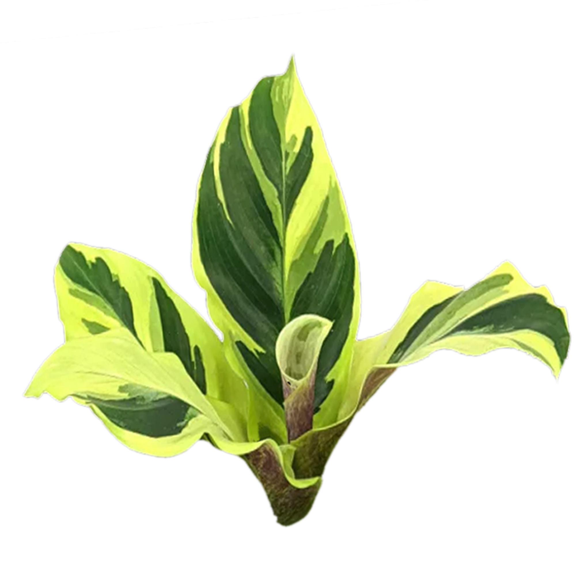 Calathea lietzei 'Yellow Fusion' (syn. Maranta)