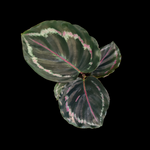 Calathea 'Medallion'