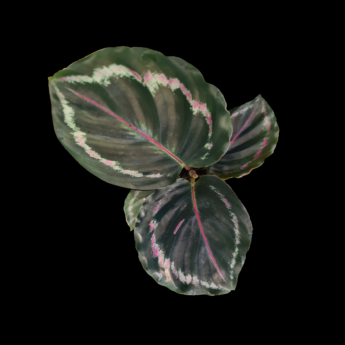 Calathea 'Medallion'