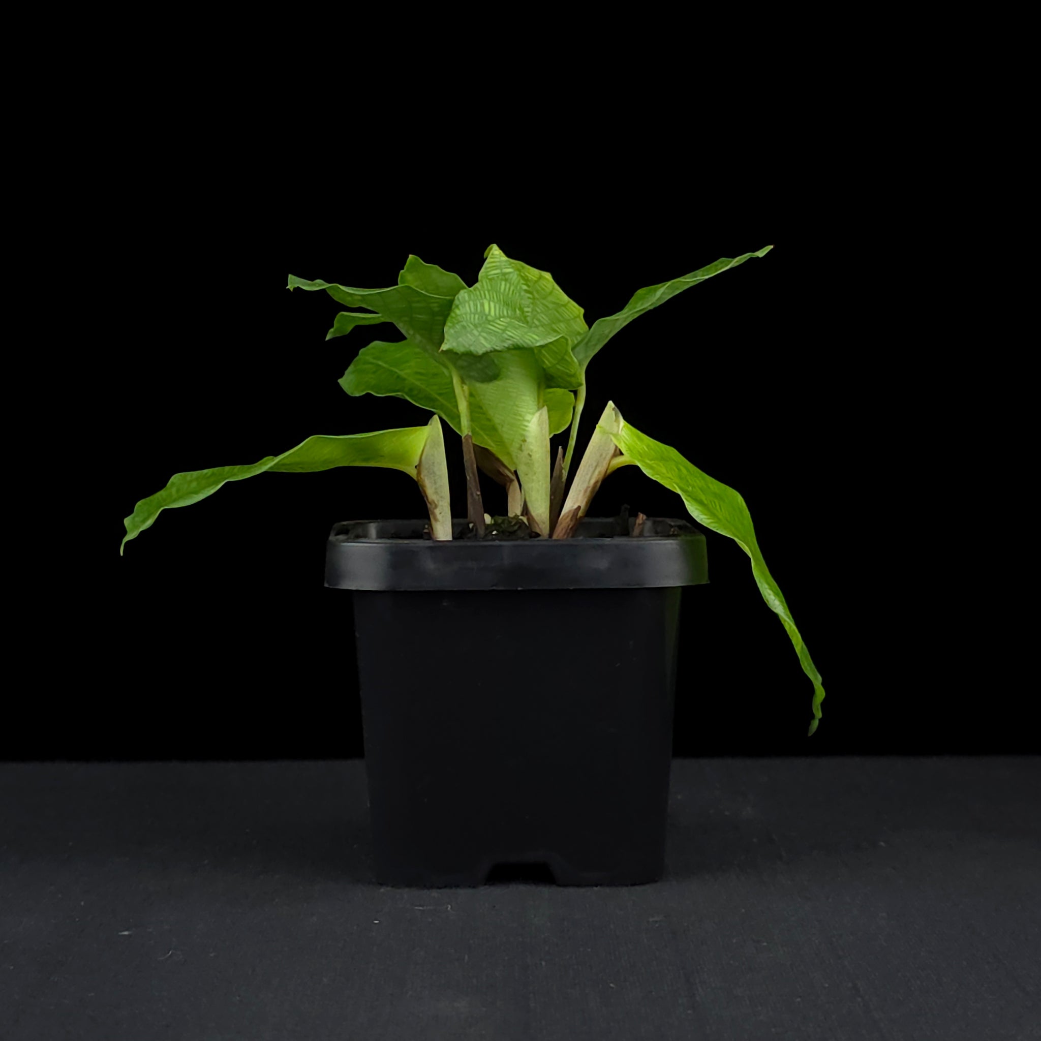 Calathea bella 'Network' (syn. Goeppertia kegeljanii)