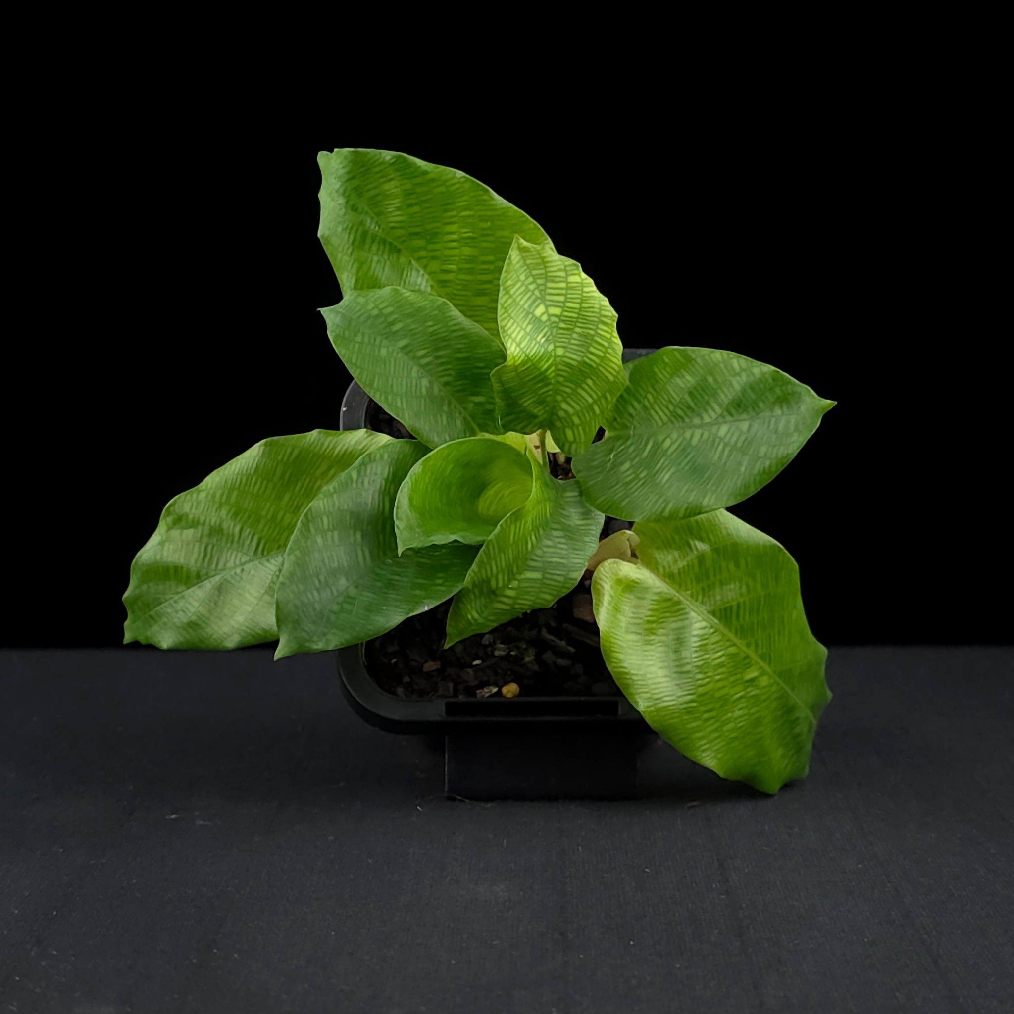 Calathea bella 'Network' (syn. Goeppertia kegeljanii)