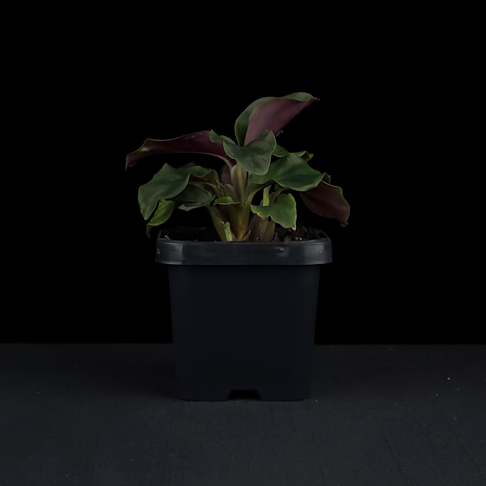 Calathea crocata