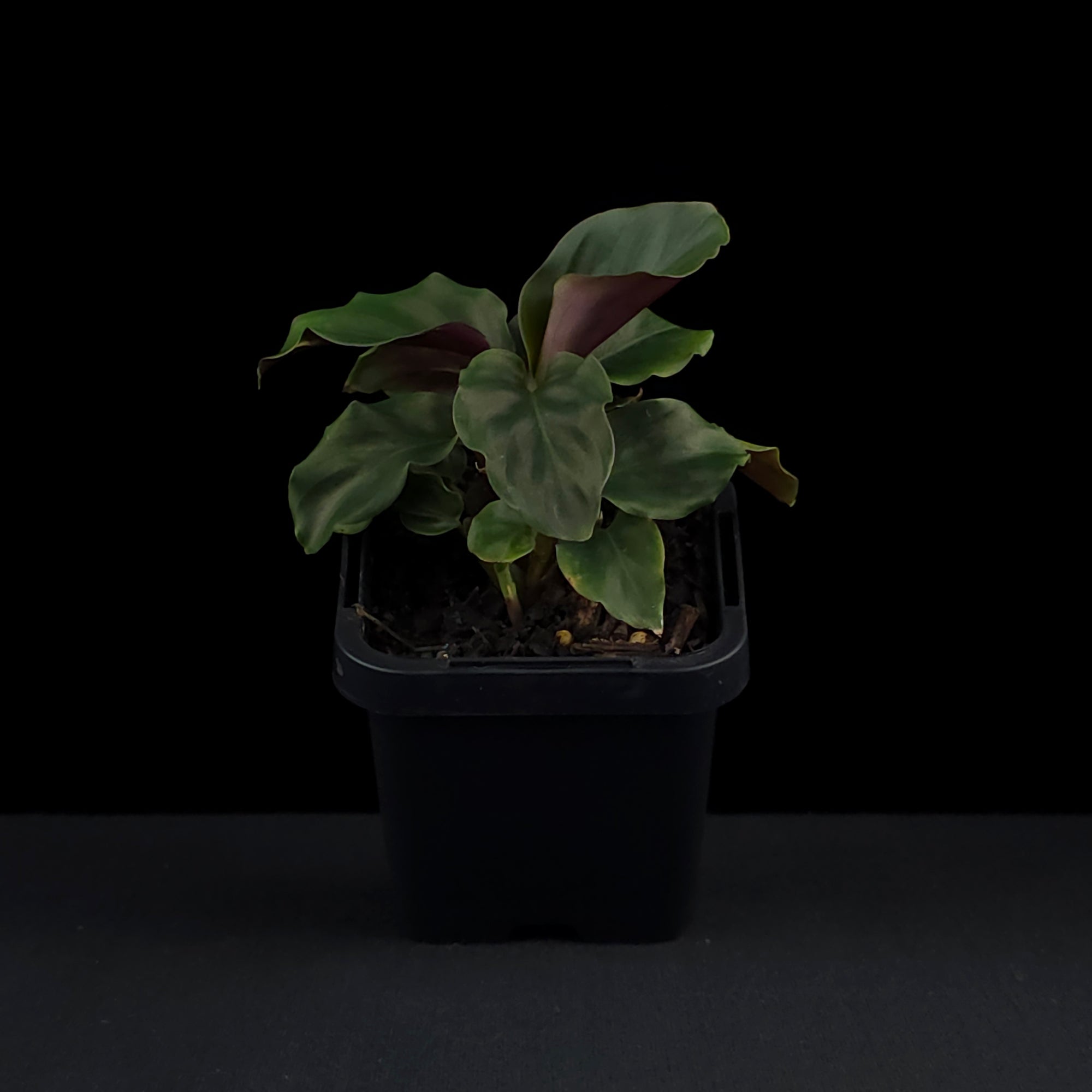 Calathea crocata