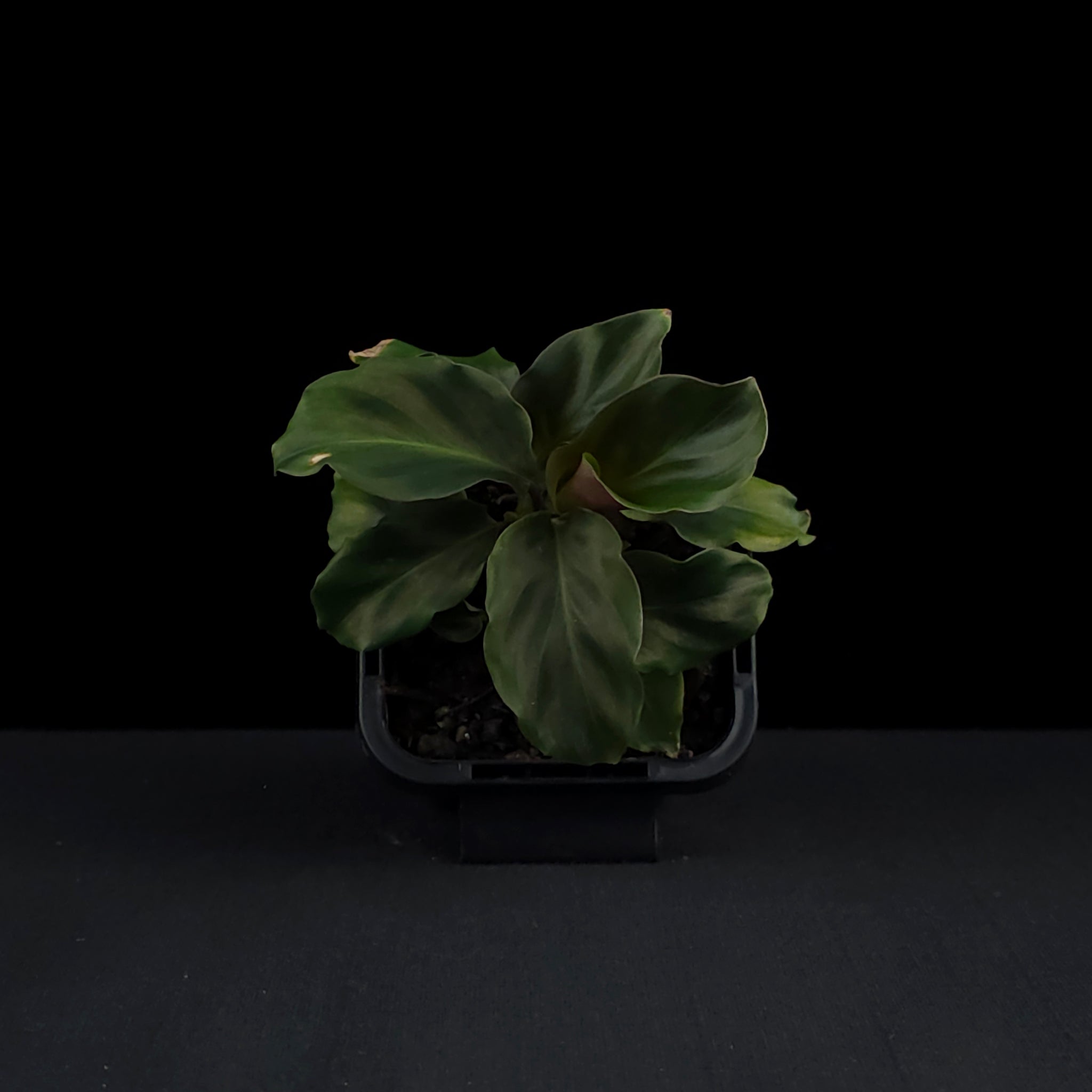 Calathea crocata