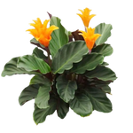 Calathea crocata
