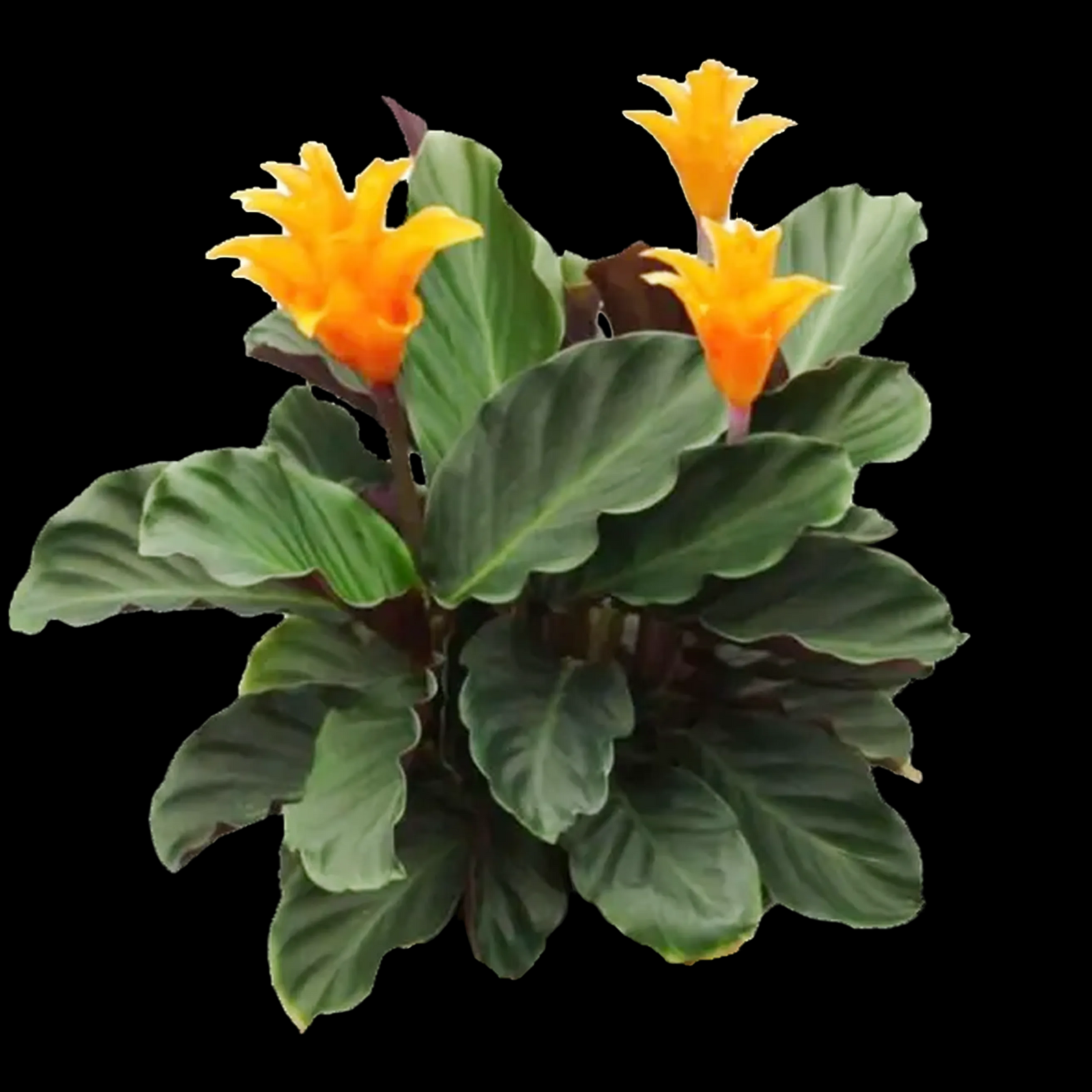 Calathea crocata