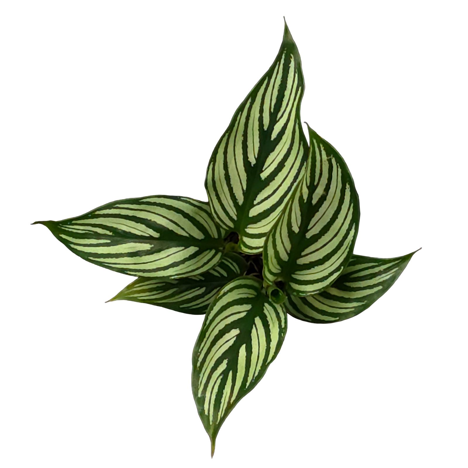 Calathea elliptica (Syn. Goeppertia)