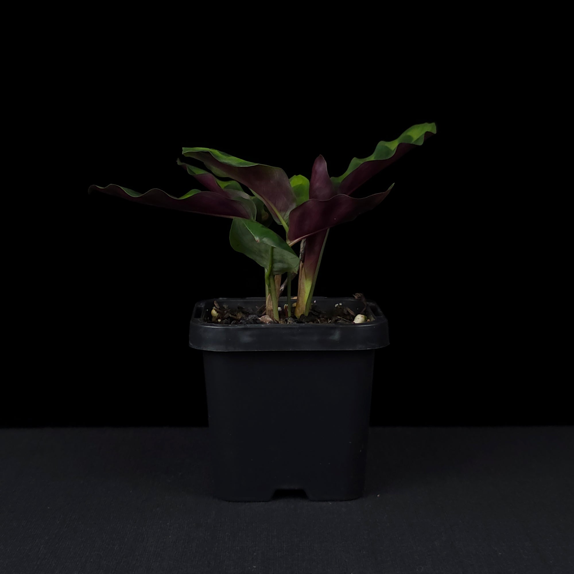 Calathea insignis - The Rattlesnake Plant