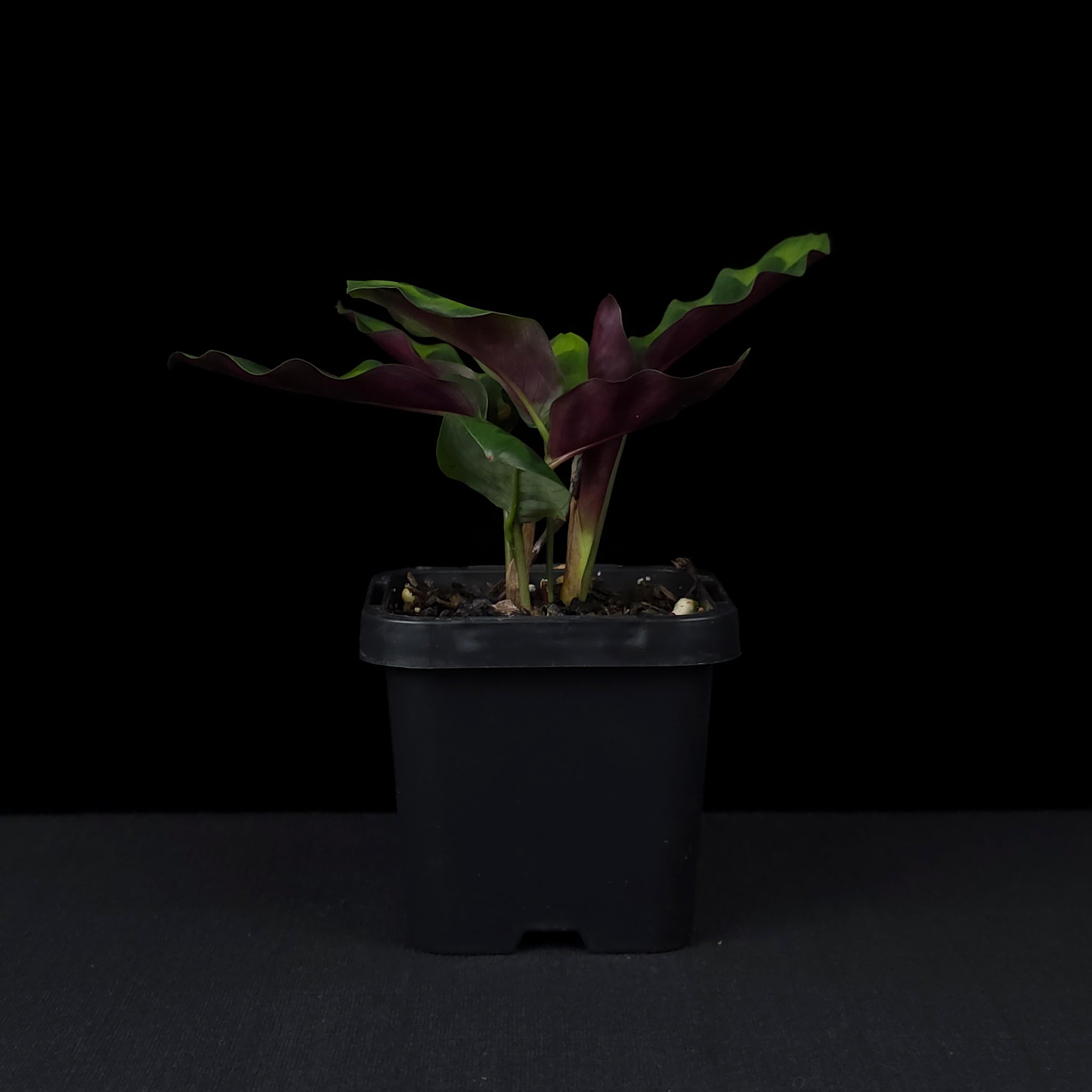 Calathea insignis - The Rattlesnake Plant