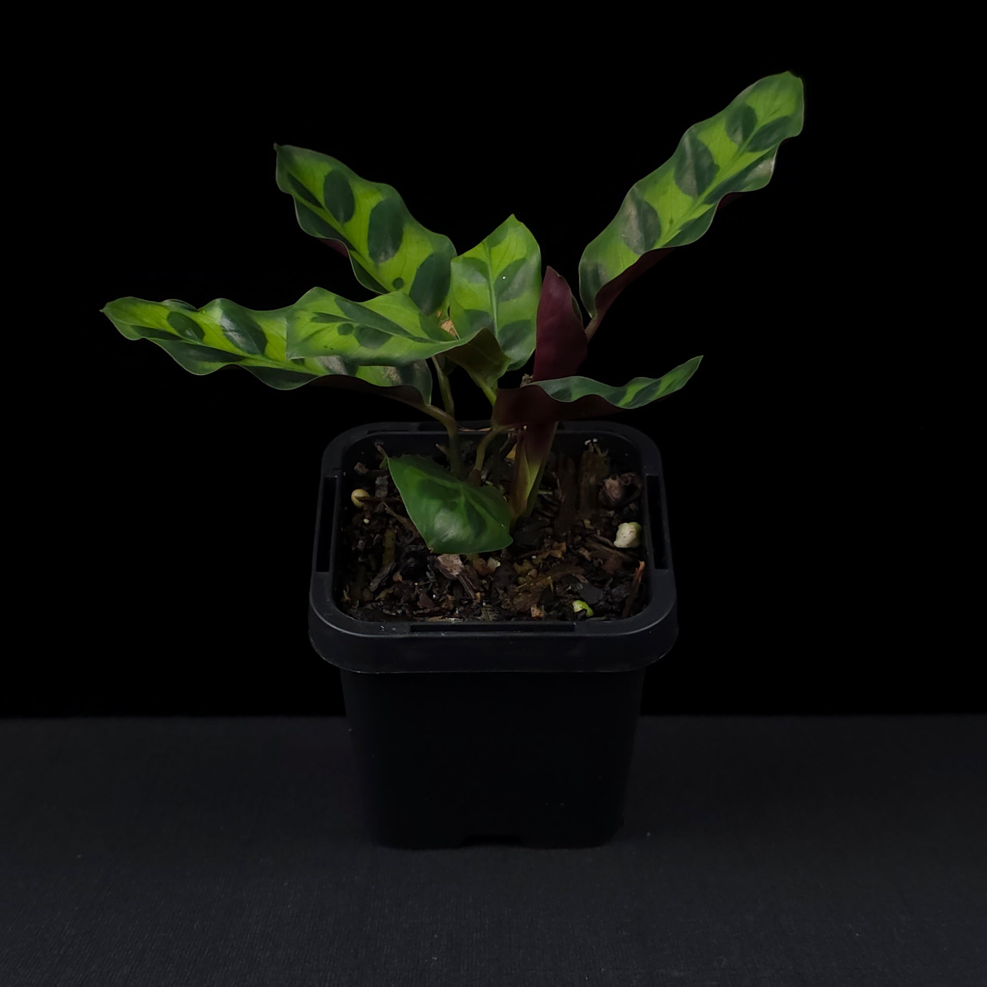Calathea insignis - The Rattlesnake Plant