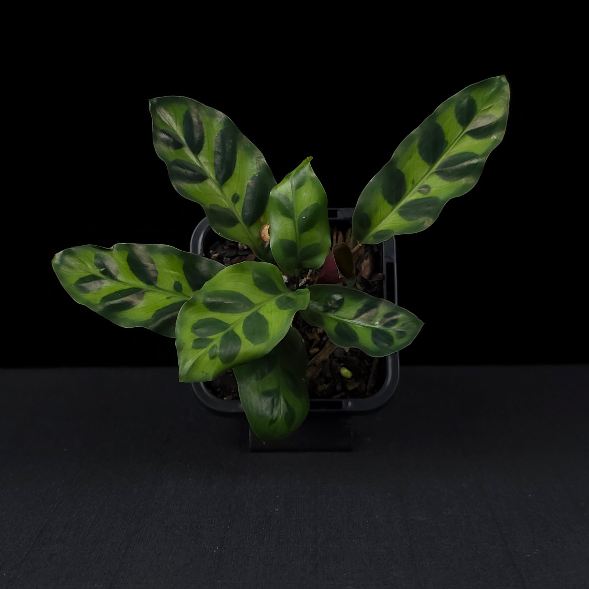 Calathea insignis - The Rattlesnake Plant