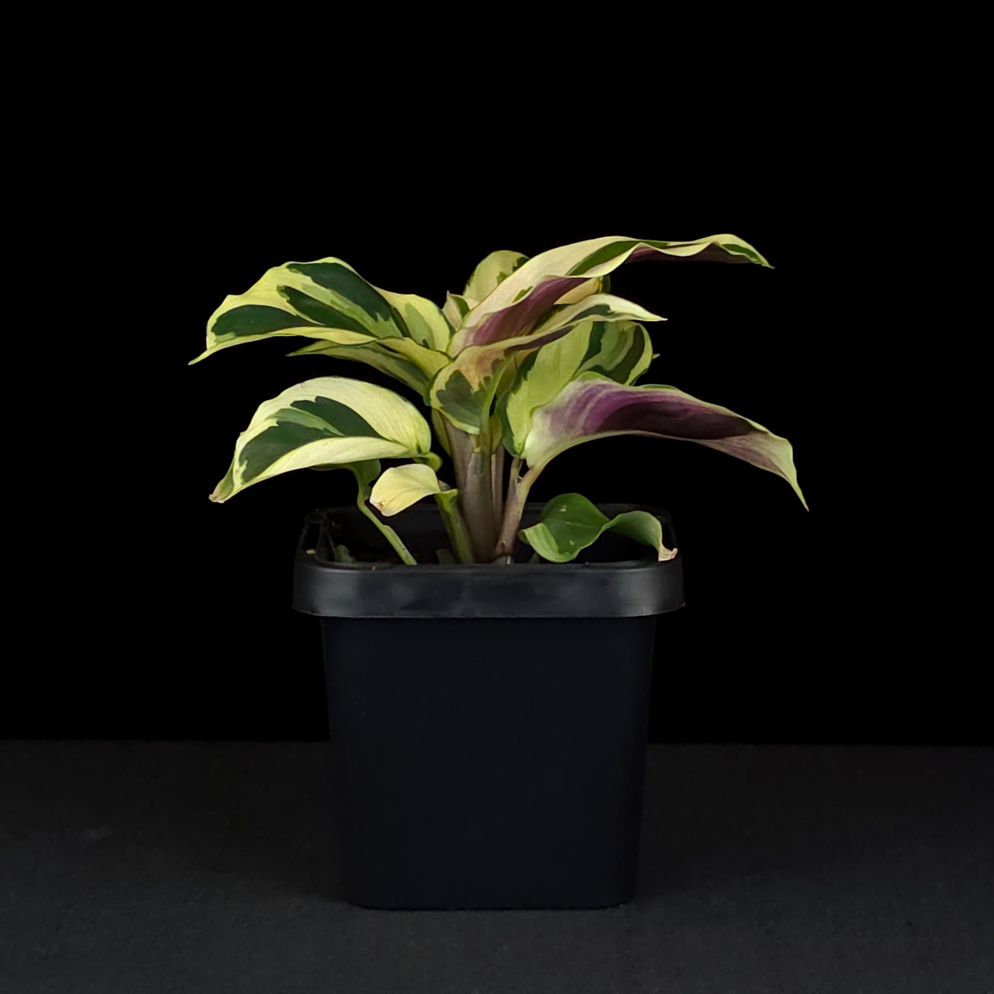 Calathea lietzei 'Yellow Fusion' (syn. Maranta)