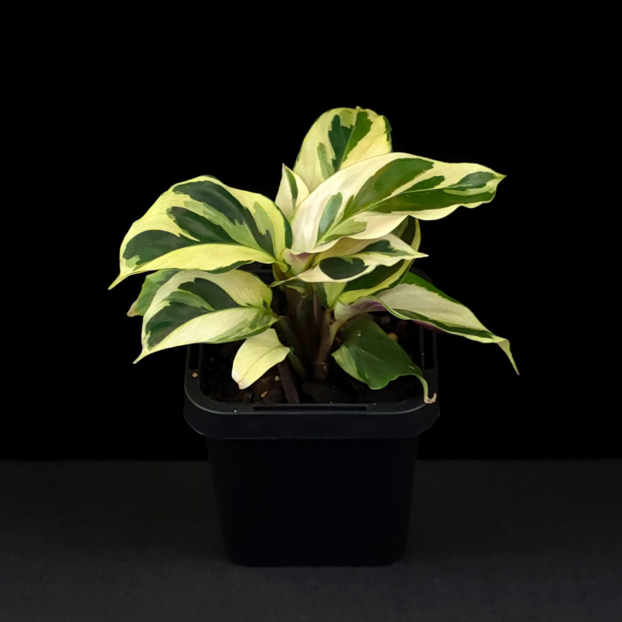Calathea lietzei 'Yellow Fusion' (syn. Maranta)