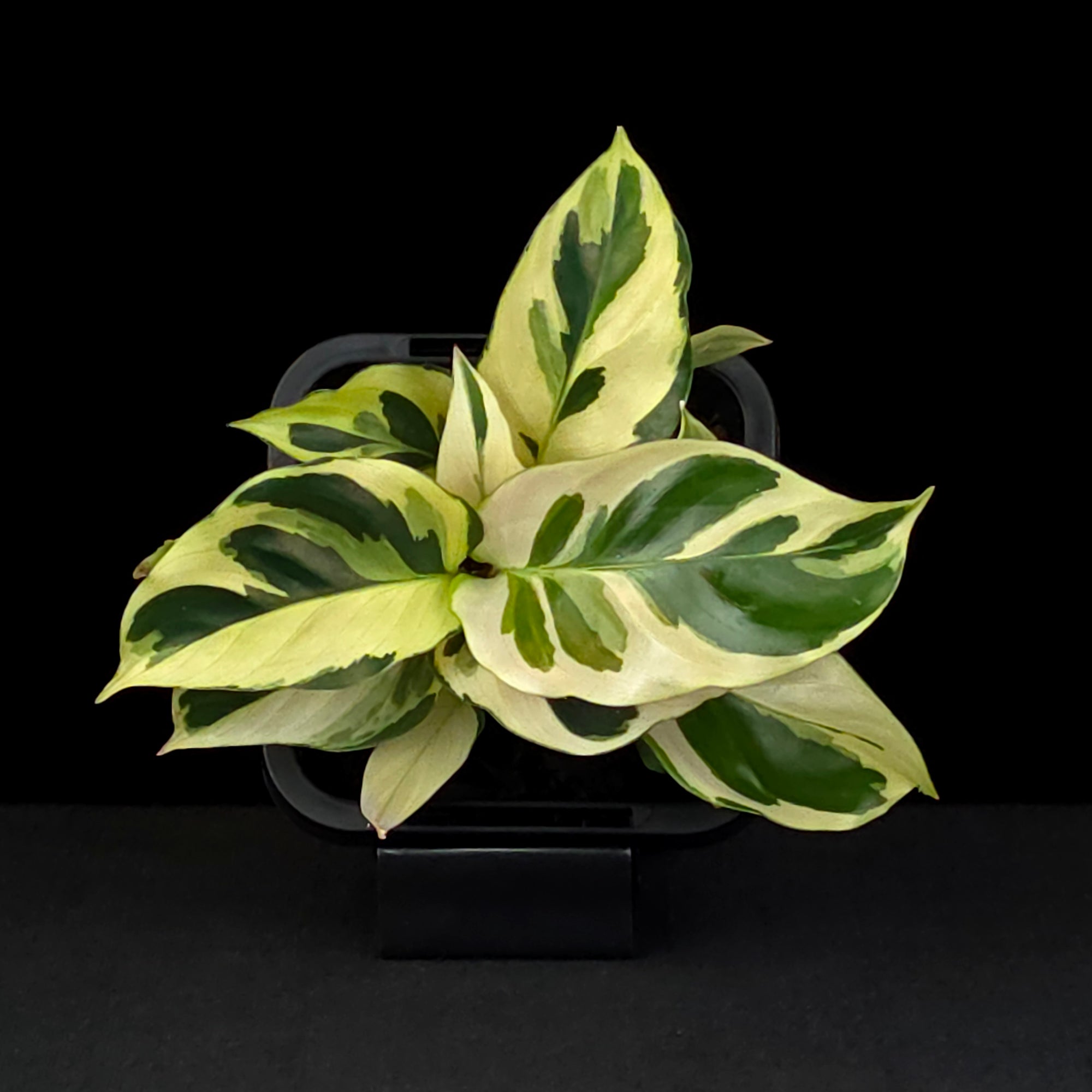Calathea lietzei 'Yellow Fusion' (syn. Maranta)