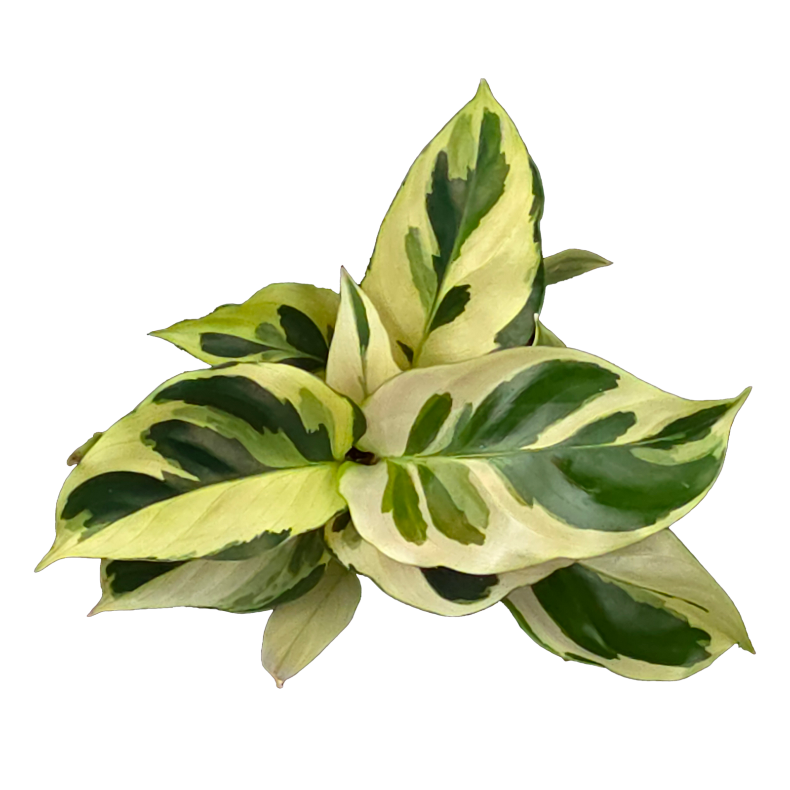 Calathea lietzei 'Yellow Fusion' (syn. Maranta)