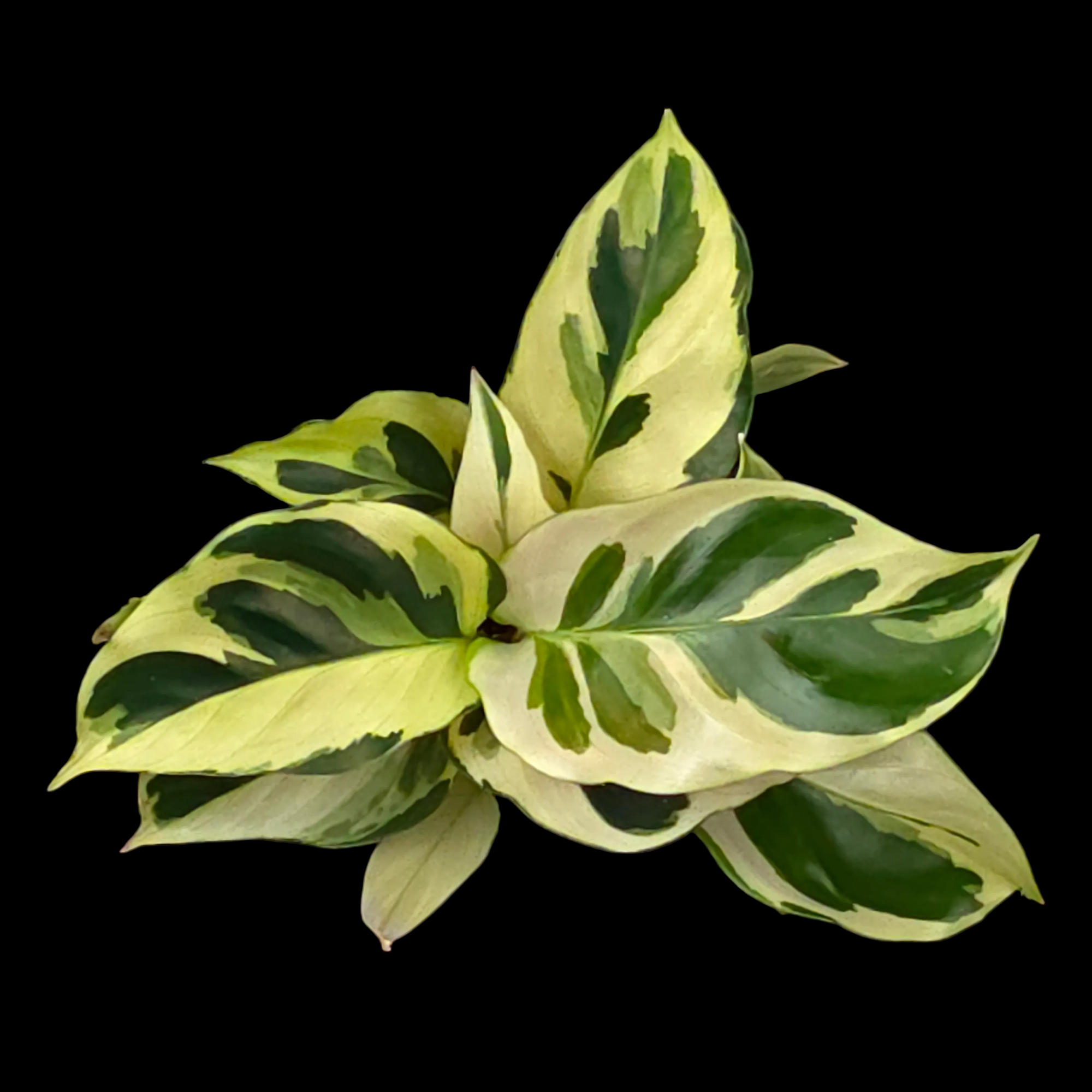 Calathea lietzei 'Yellow Fusion' (syn. Maranta)