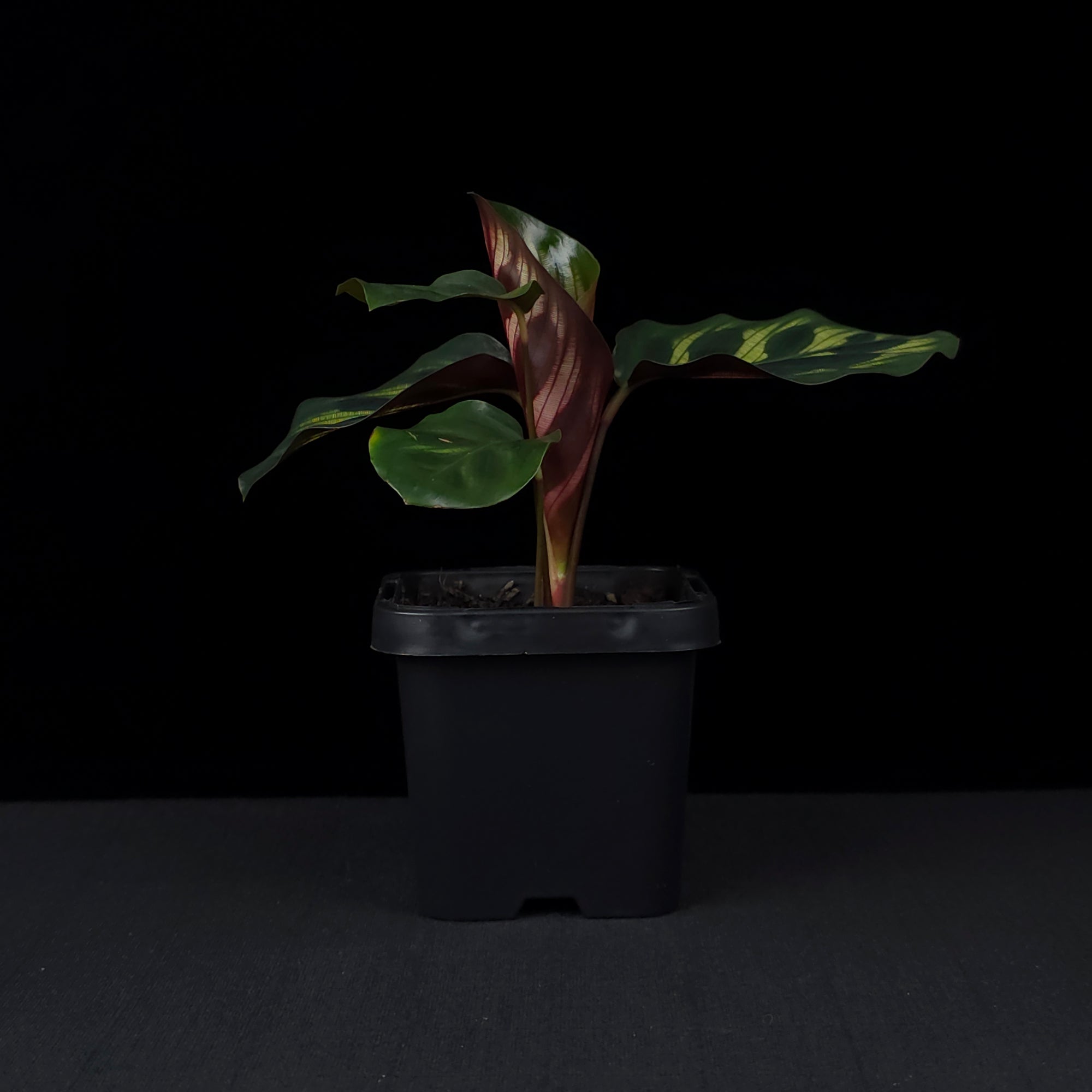 Calathea makoyana syn. Goeppertia - Peacock Plant (WA Prohibited)