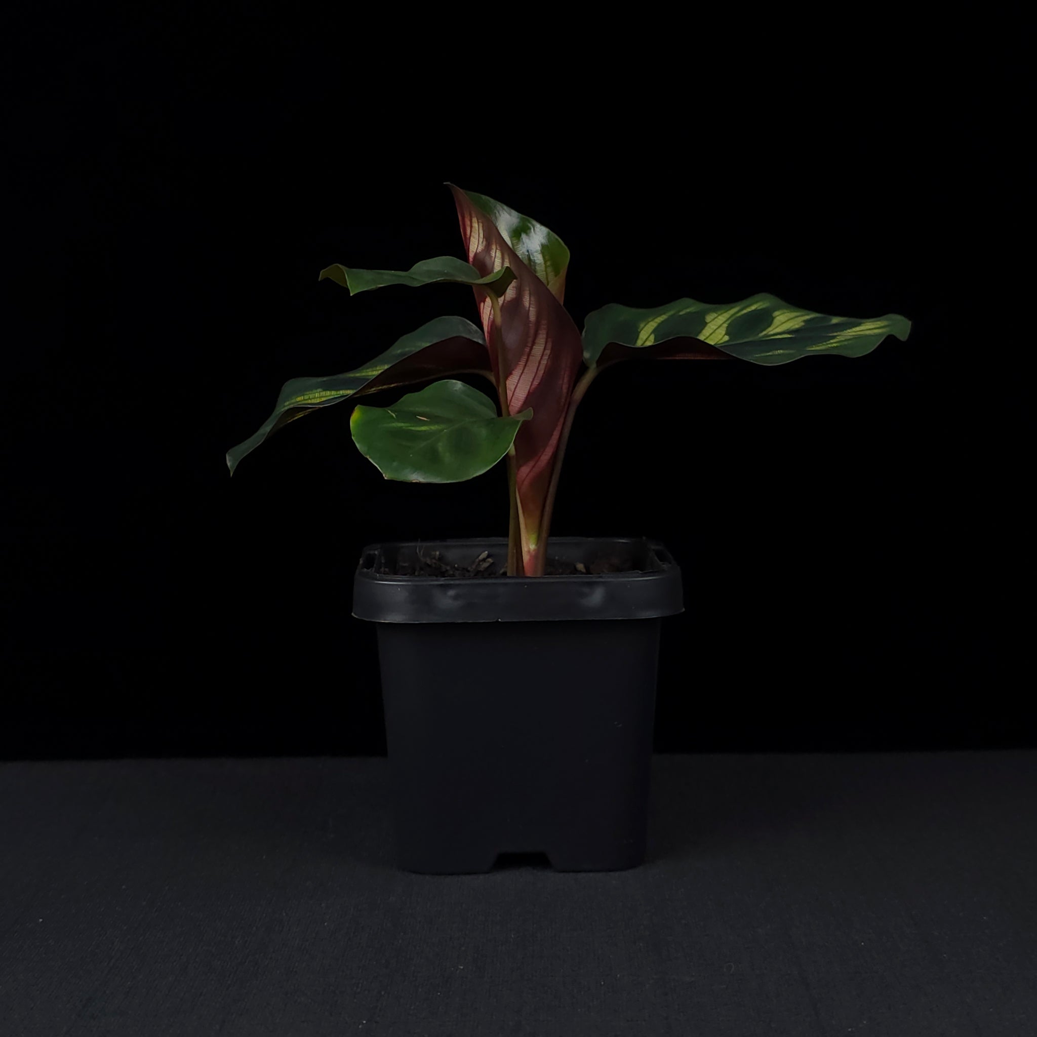 Calathea makoyana syn. Goeppertia - Peacock Plant (WA Prohibited)