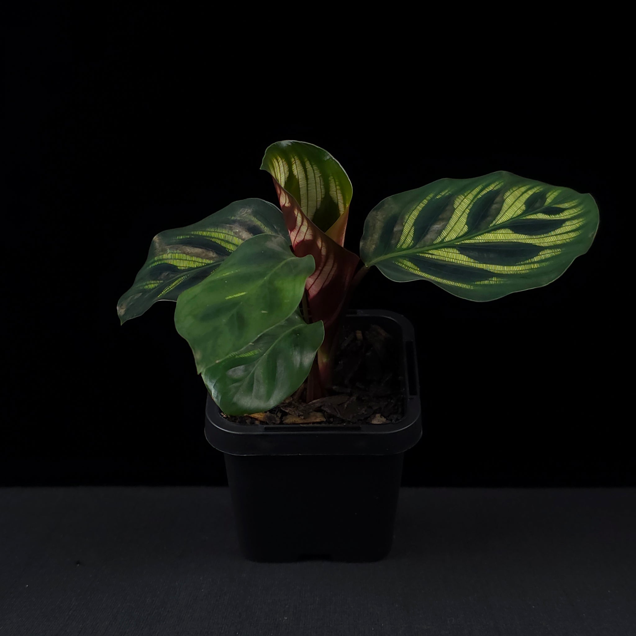 Calathea makoyana syn. Goeppertia - Peacock Plant (WA Prohibited)