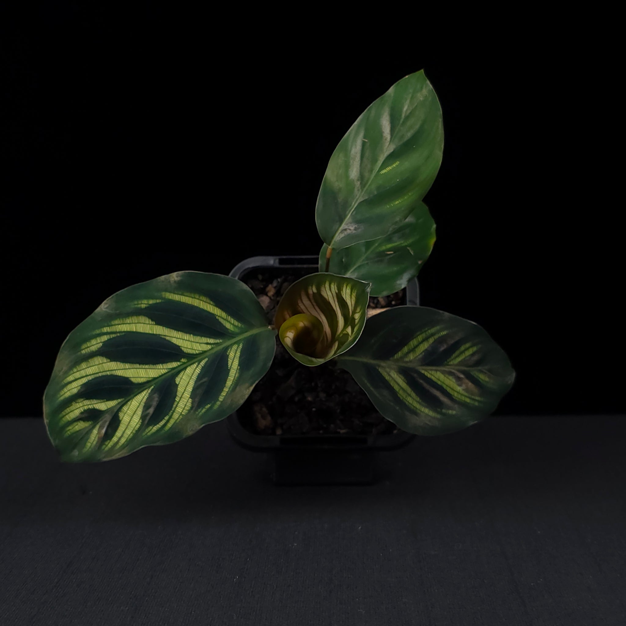 Calathea makoyana syn. Goeppertia - Peacock Plant (WA Prohibited)