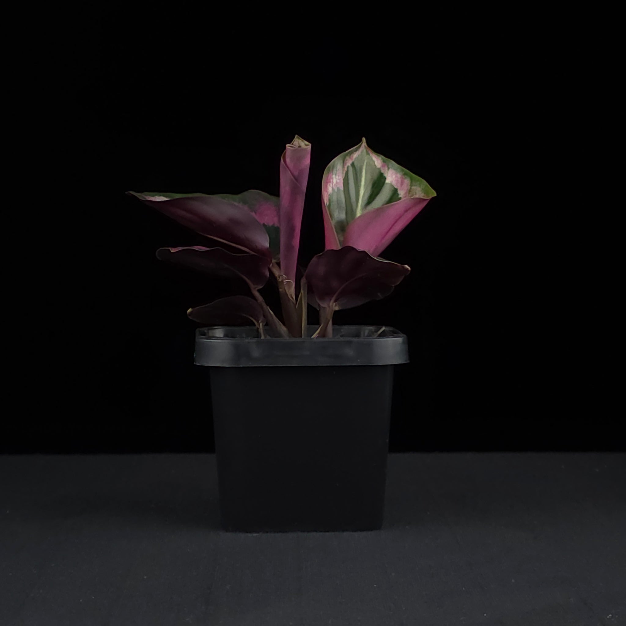 Calathea roseopicta 'Red Mojo' (syn. Goeppertia)