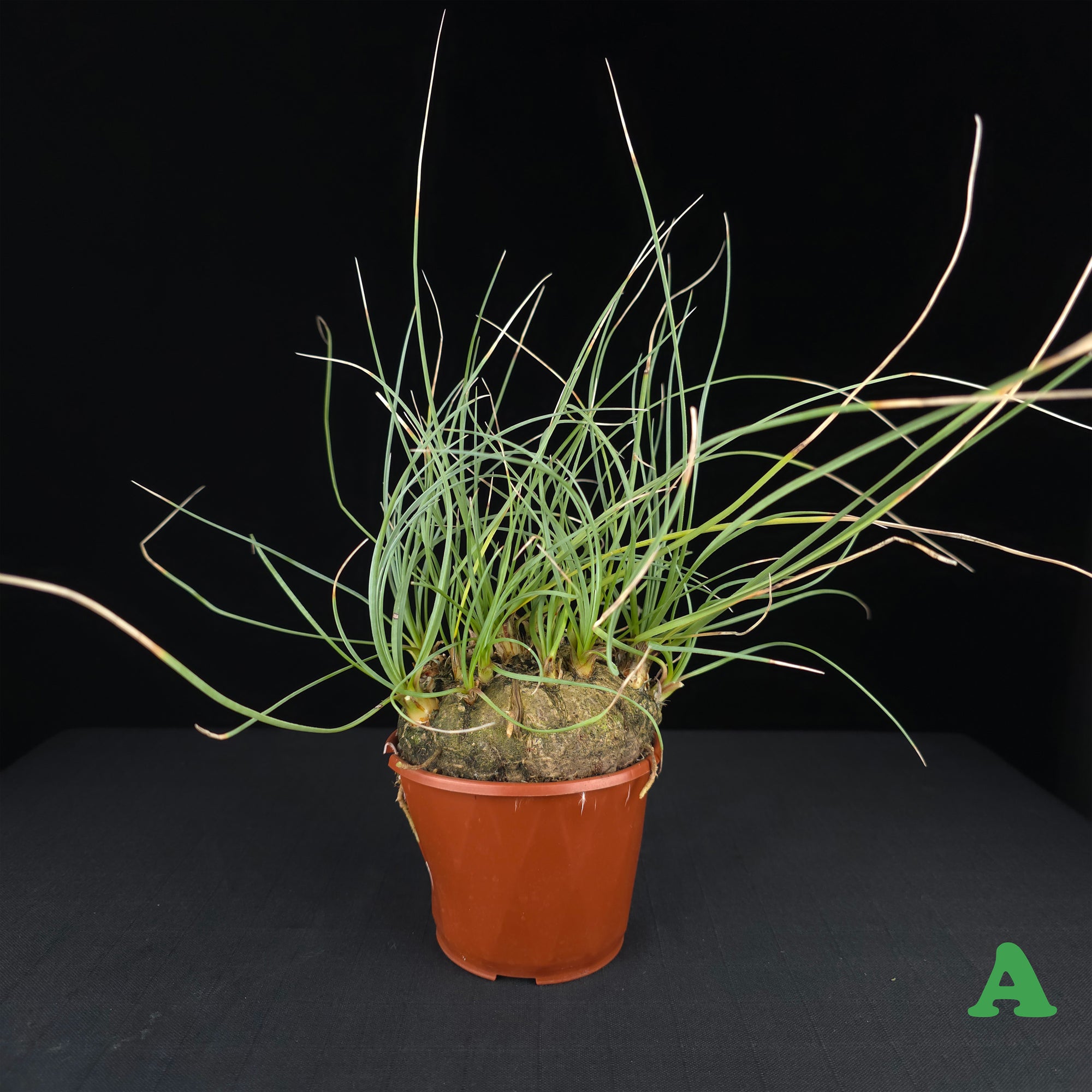 Calibanus hookeri