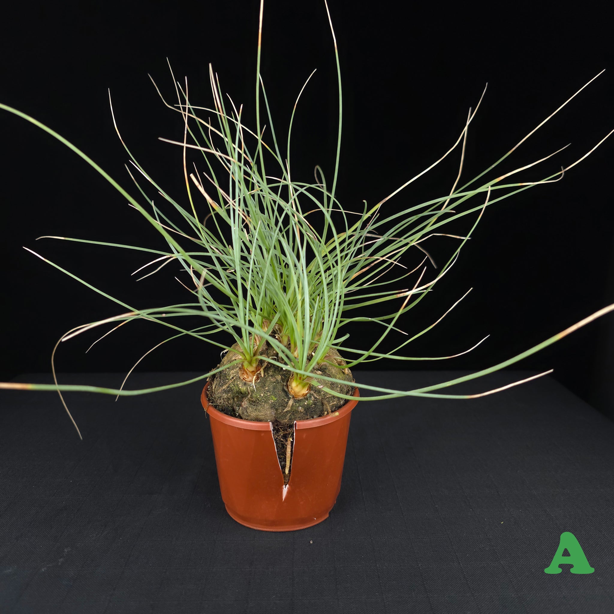 Calibanus hookeri