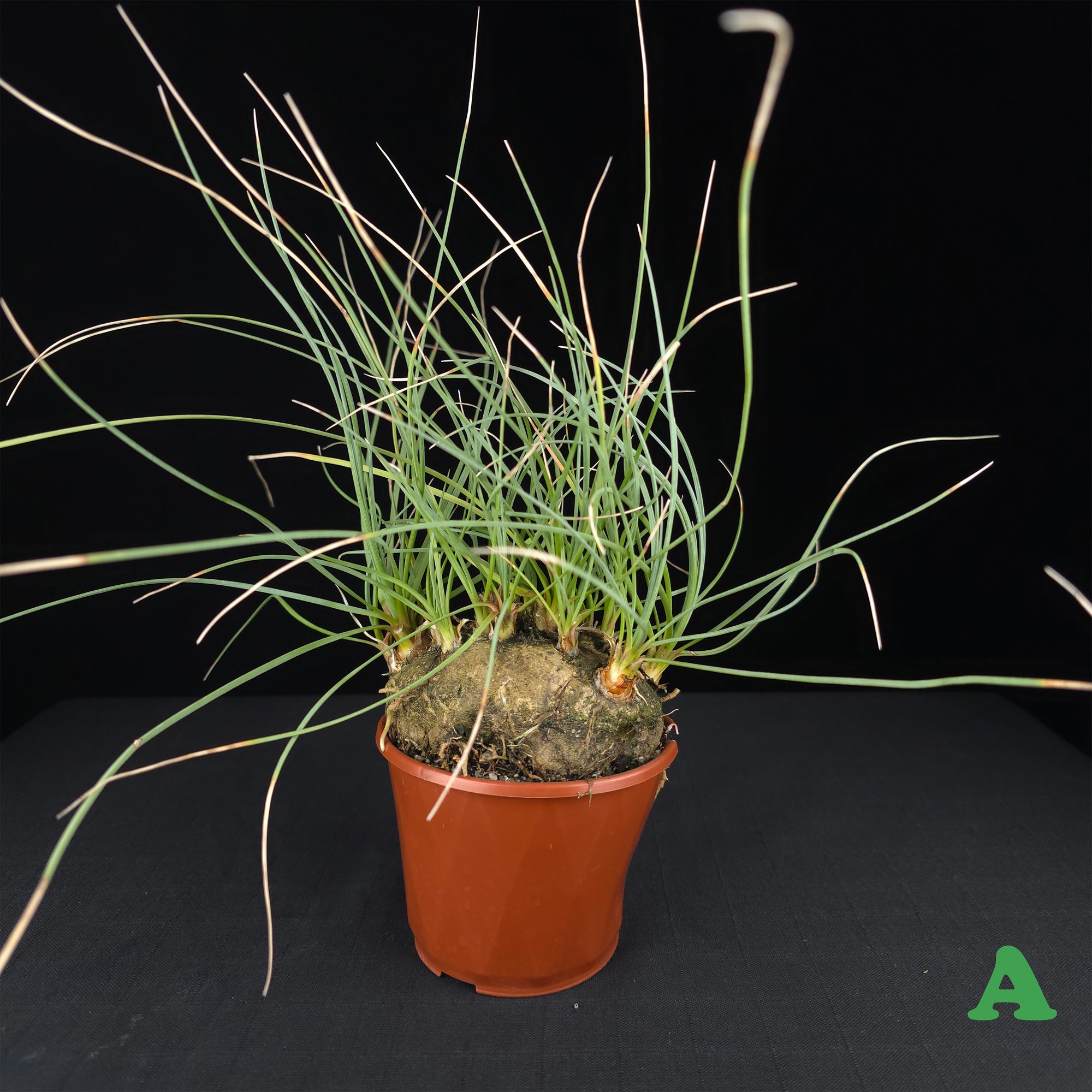 Calibanus hookeri