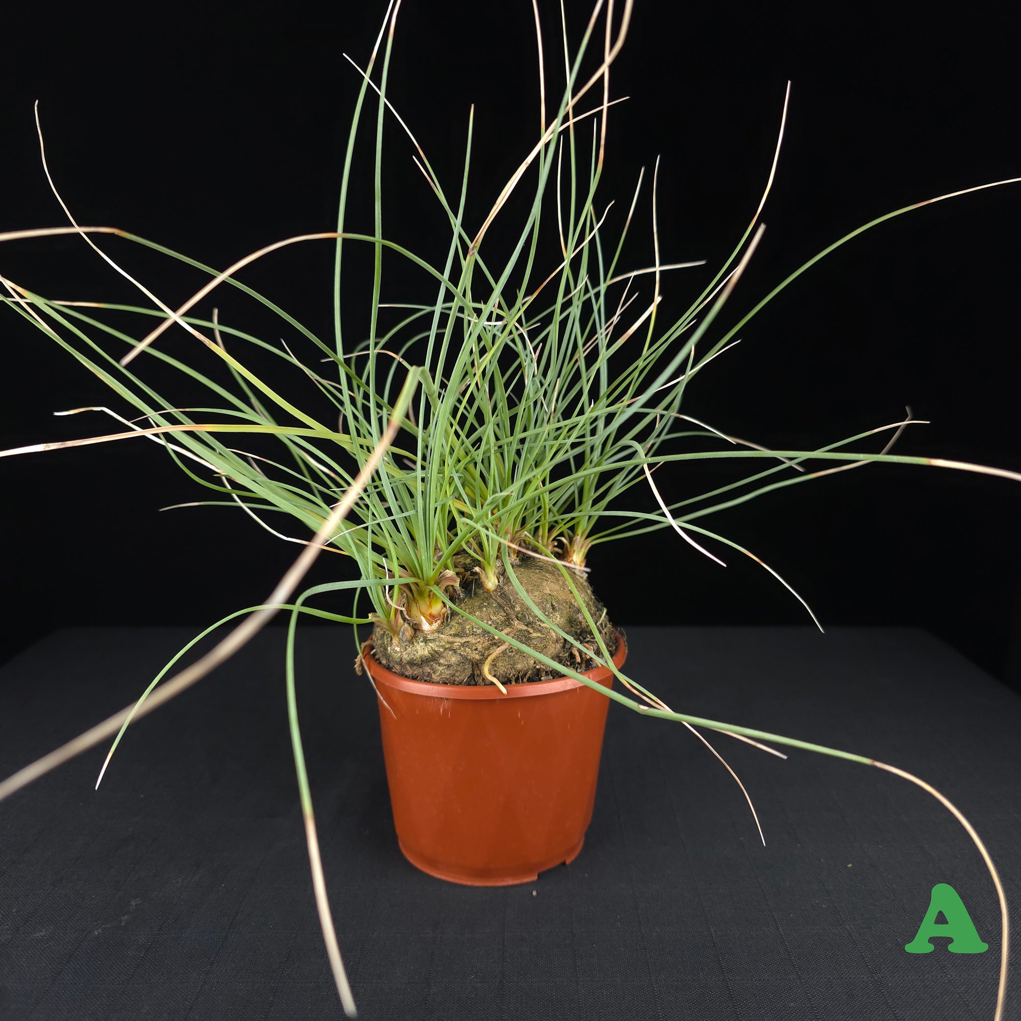 Calibanus hookeri