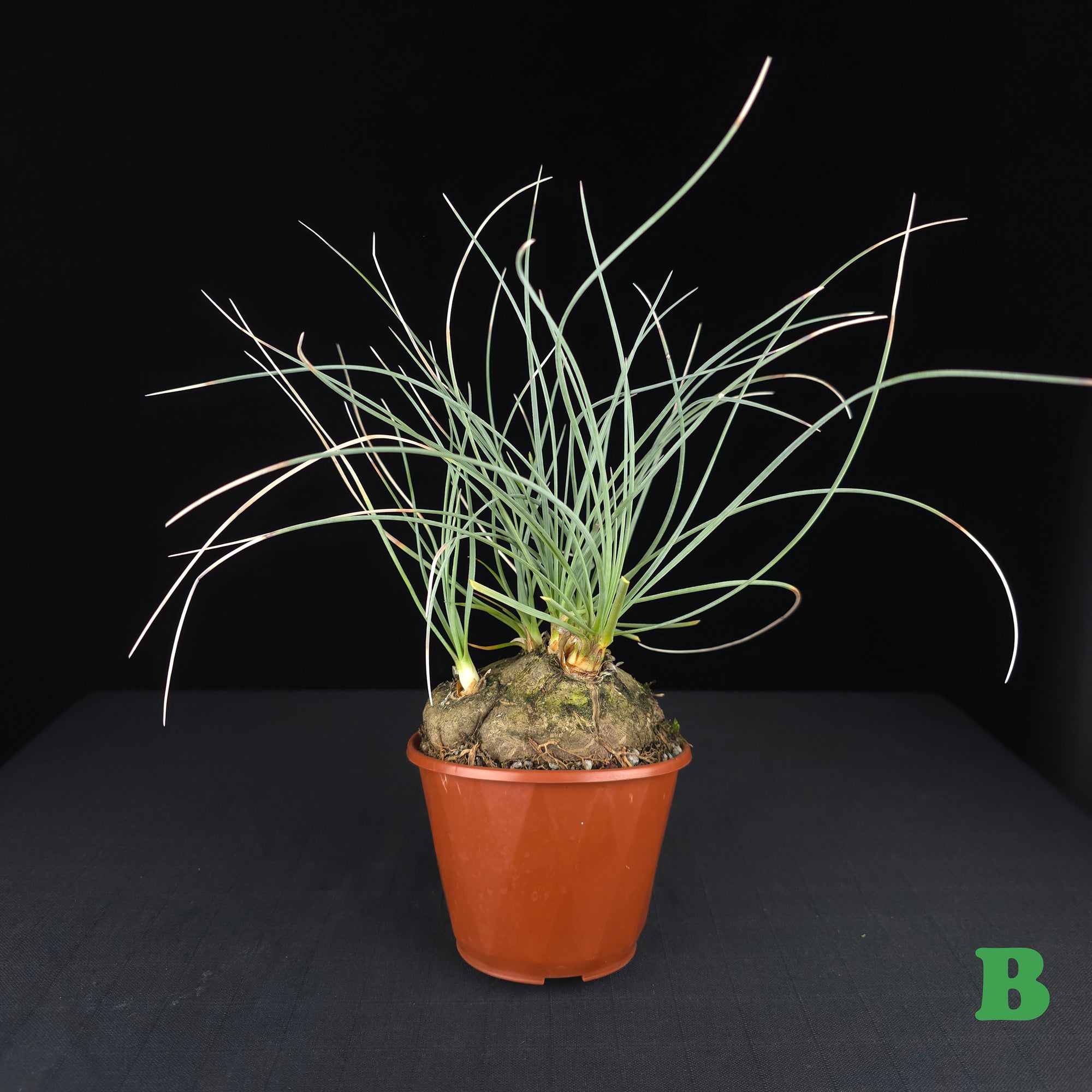 Calibanus hookeri