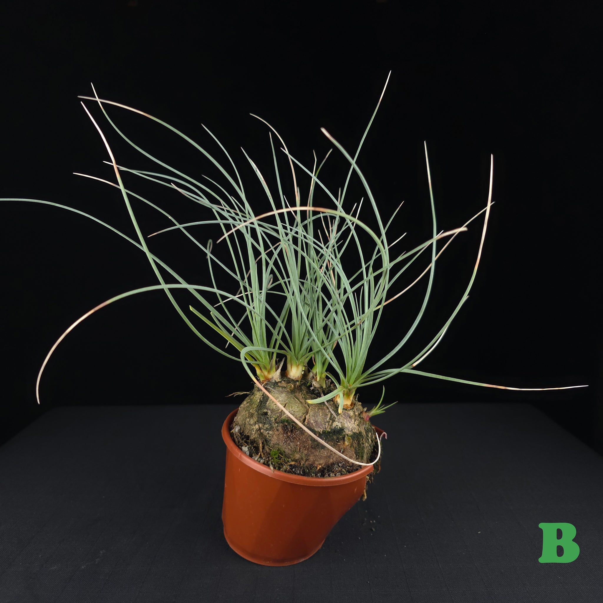 Calibanus hookeri