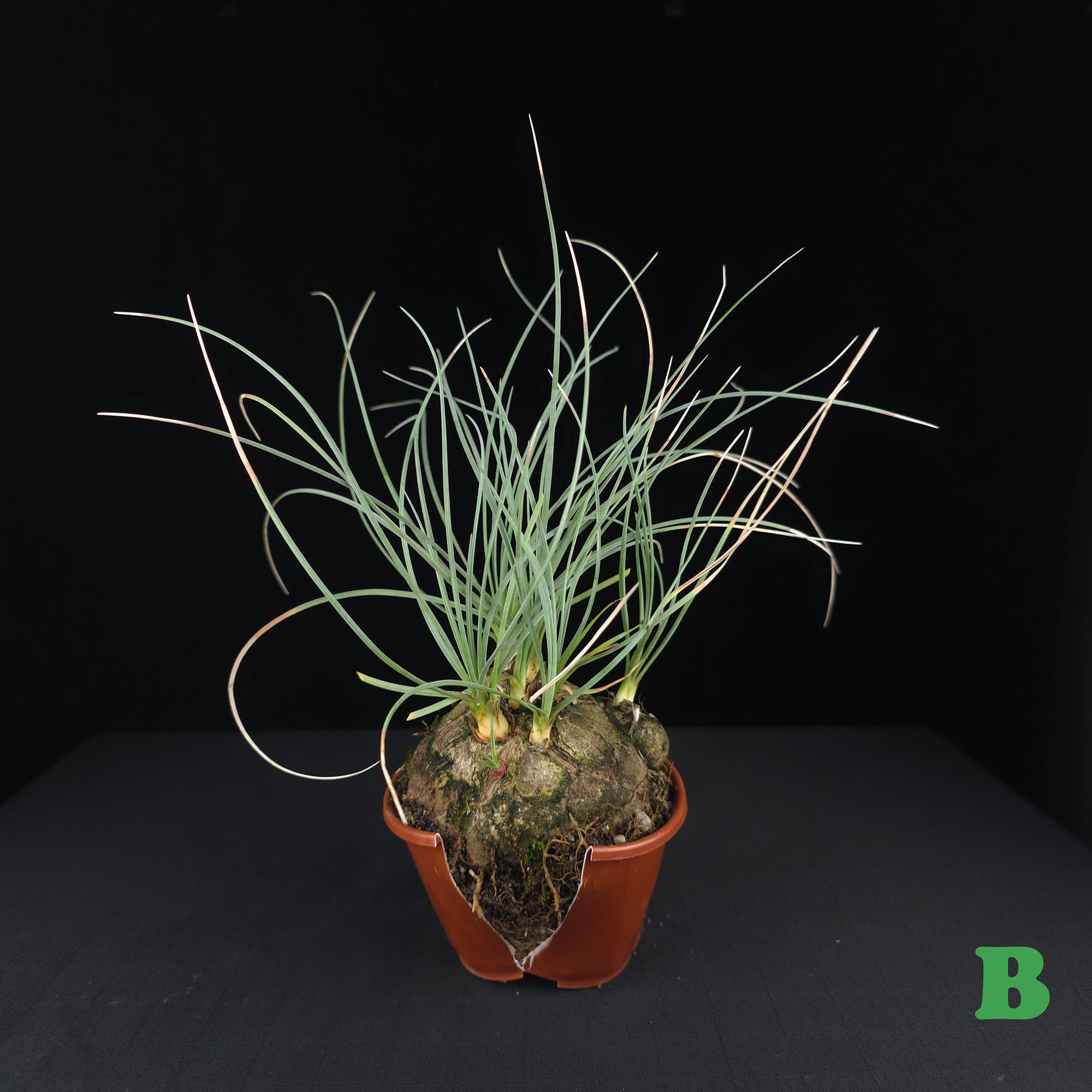 Calibanus hookeri