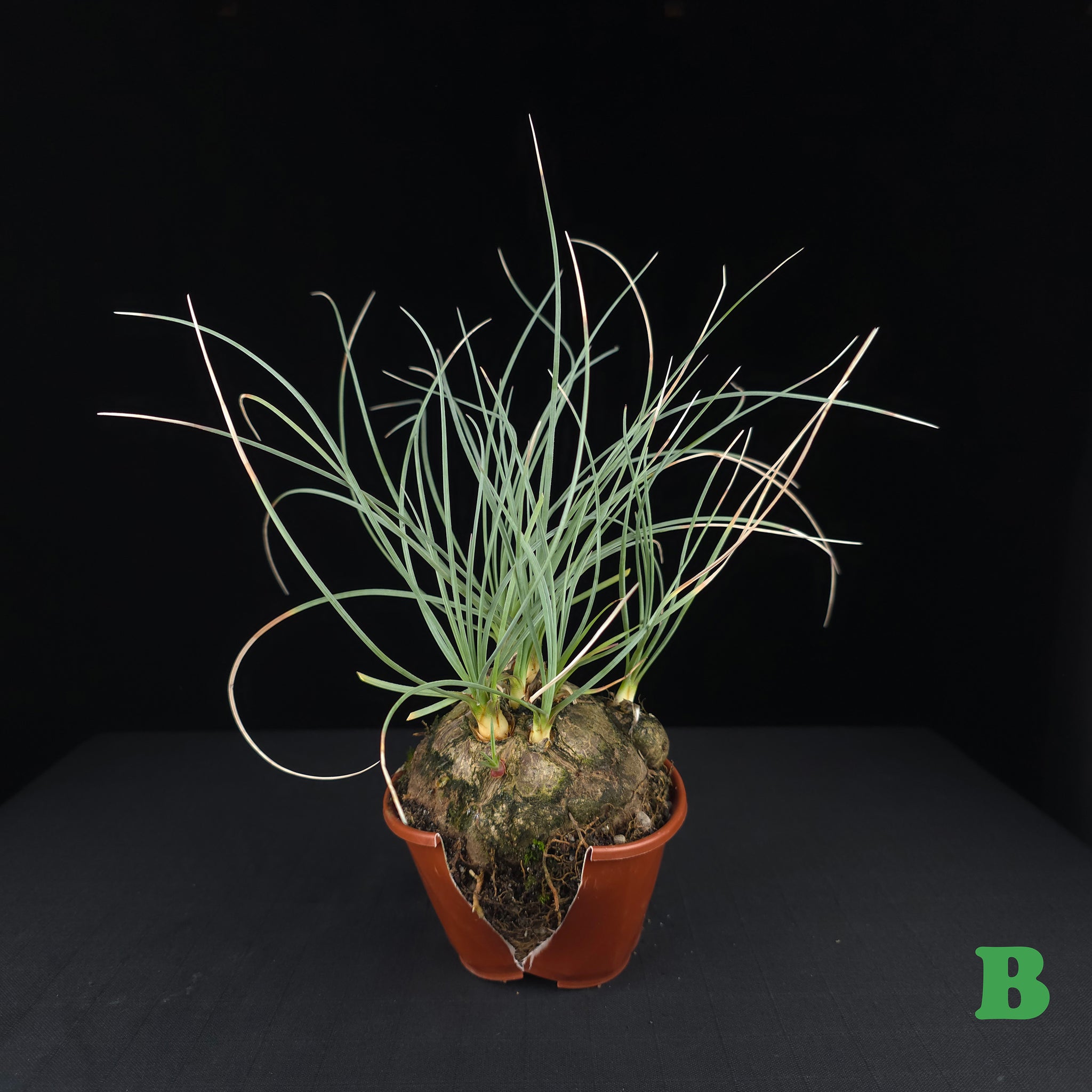 Calibanus hookeri