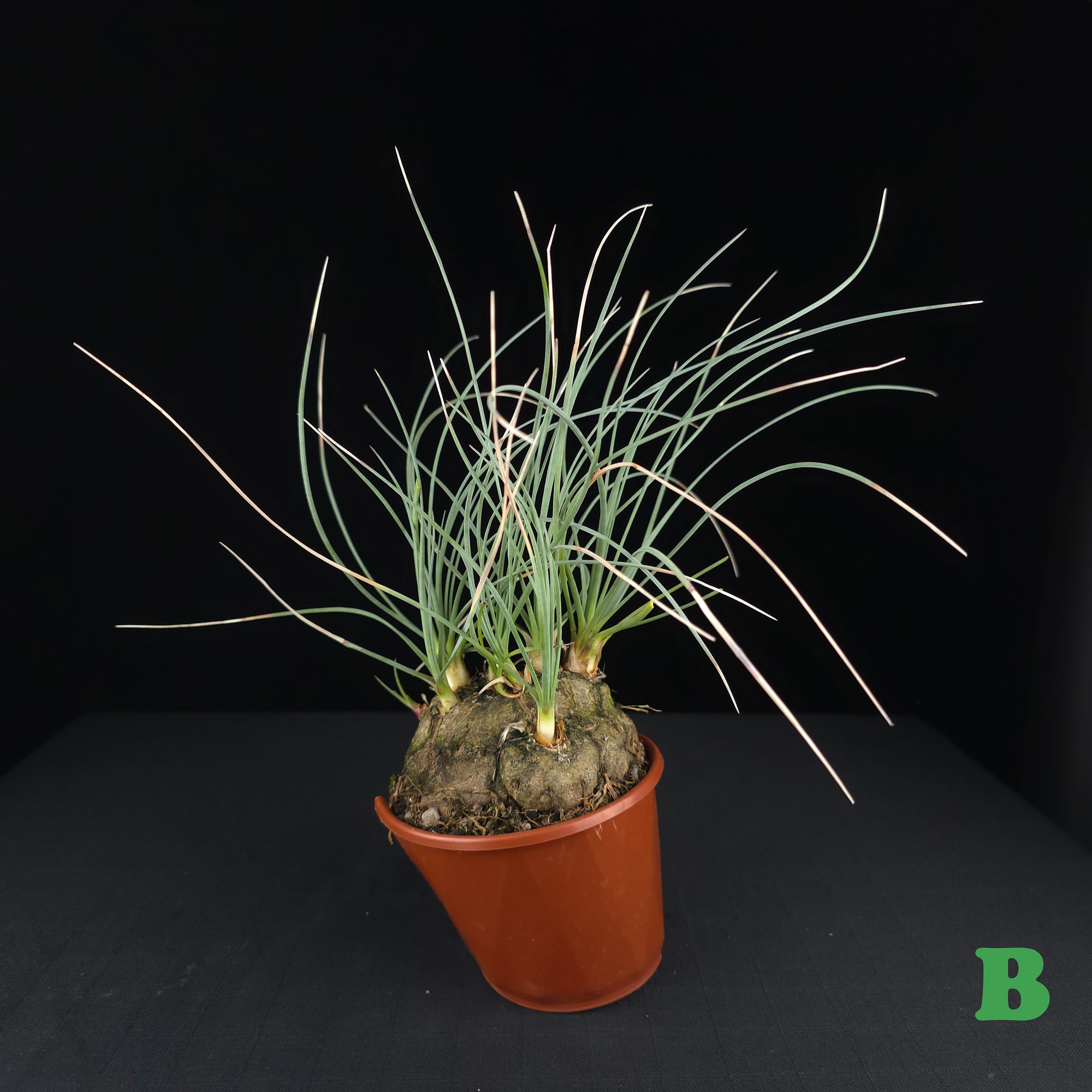Calibanus hookeri